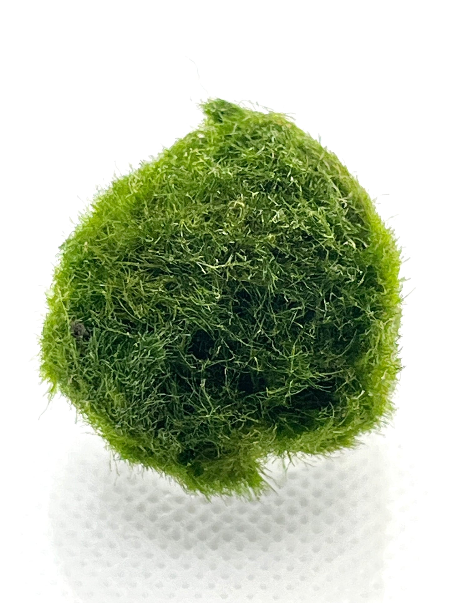 1 Live Marimo Moss Ball | Aquarium Decoration | Not Fake | Farm Grown Indoors