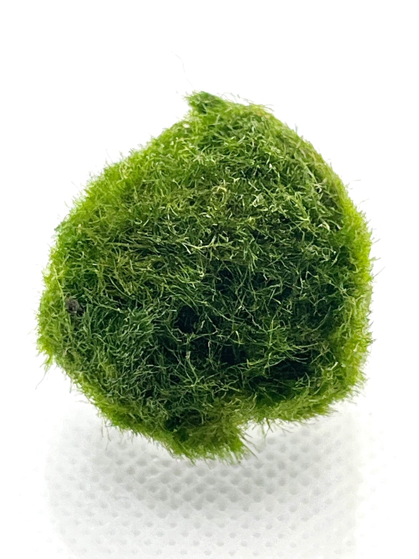 3 Live Marimo Moss Ball | Aquarium Decoration | Not Fake | Farm Grown Indoors - NoClean Aquariums