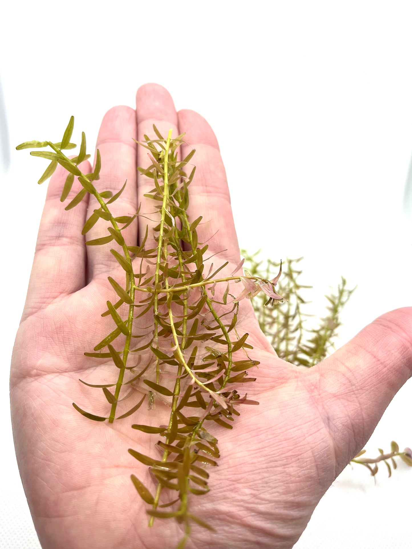 Bundle of 10 Live Rotala Stems - Aquatic Plants for Vibrant Aquariums | Plant Weight