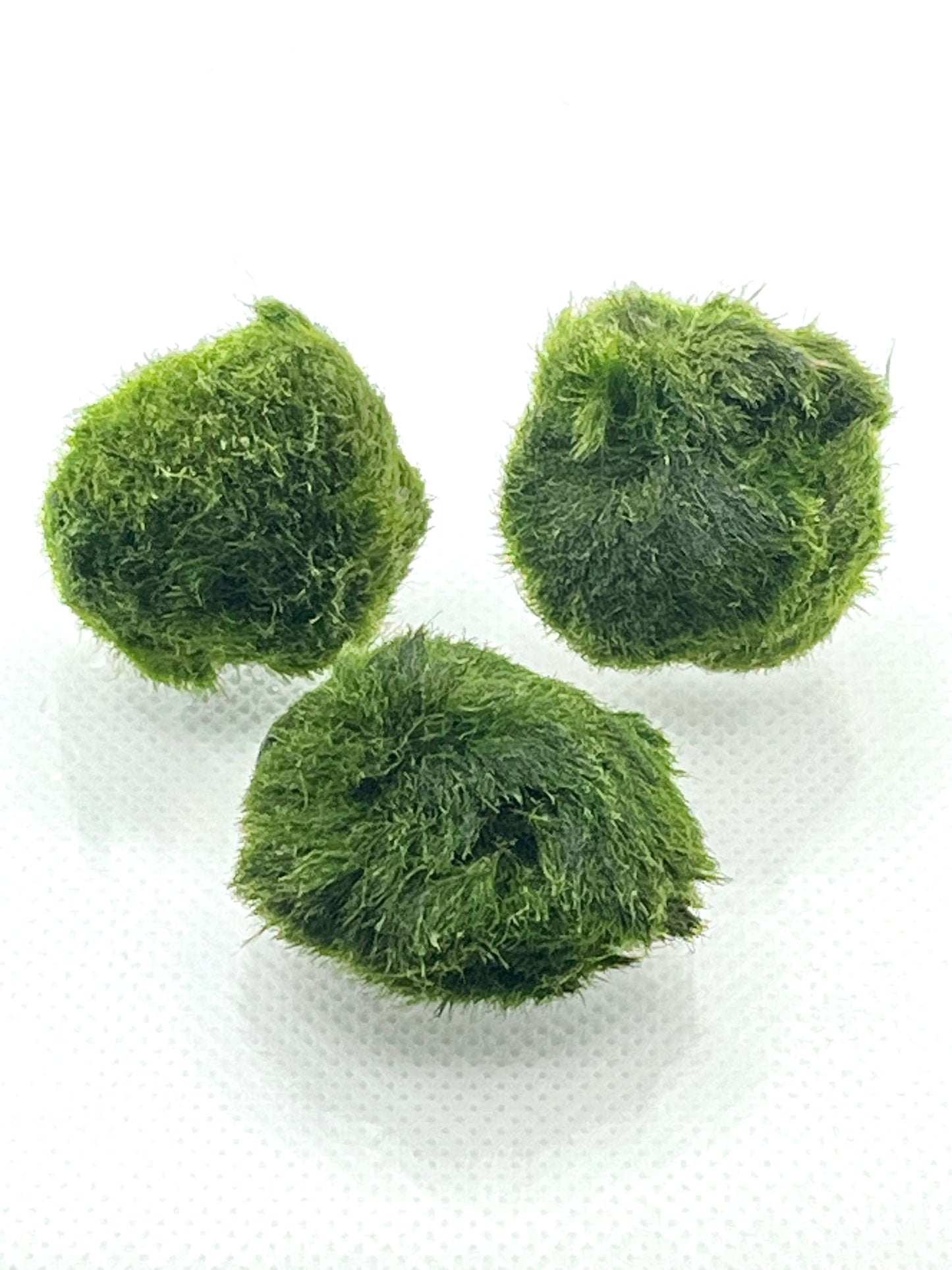 3 Live Marimo Moss Ball | Aquarium Decoration | Not Fake | Farm Grown Indoors