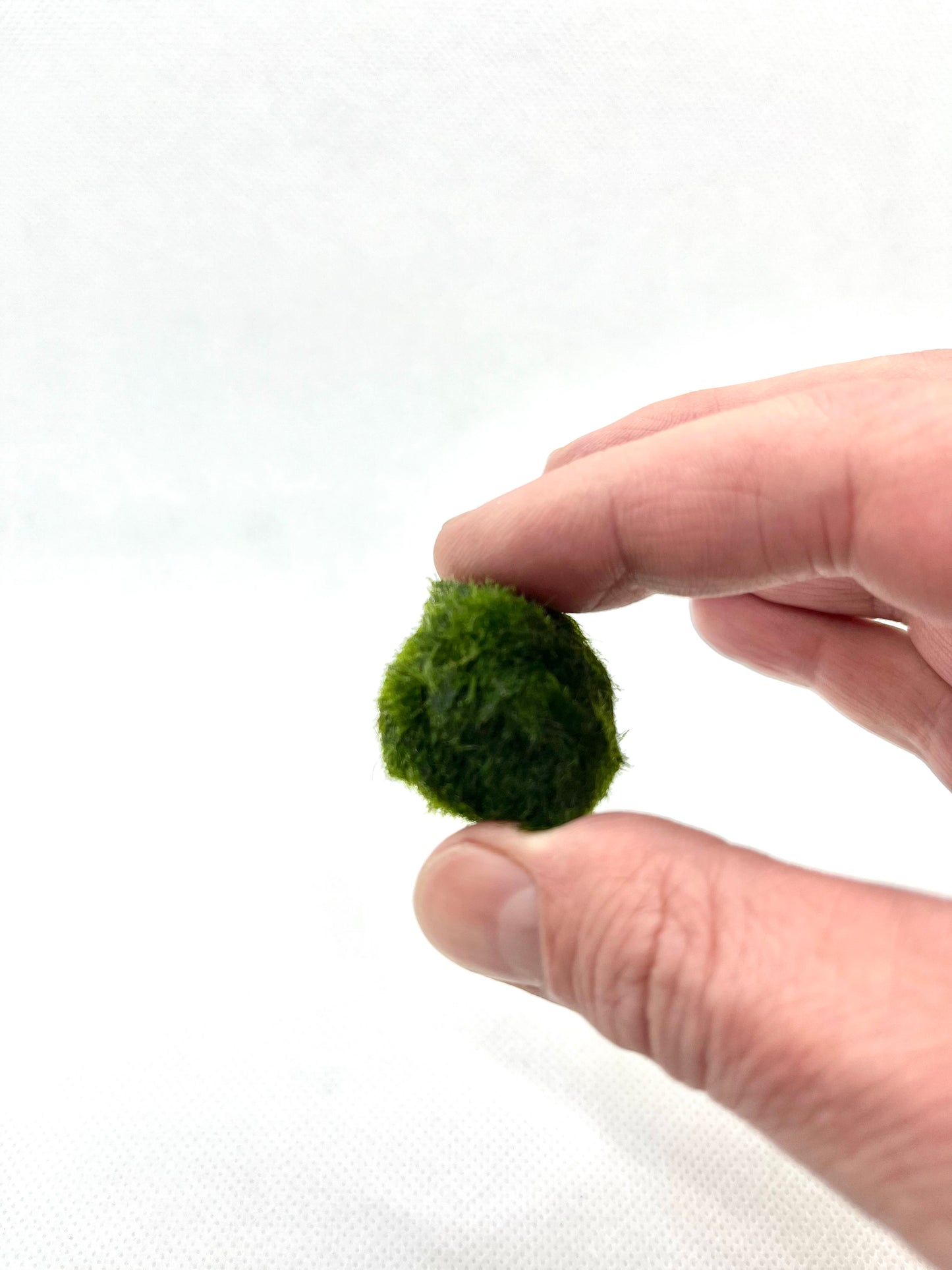 1 Live Marimo Moss Ball | Aquarium Decoration | Not Fake | Farm Grown Indoors