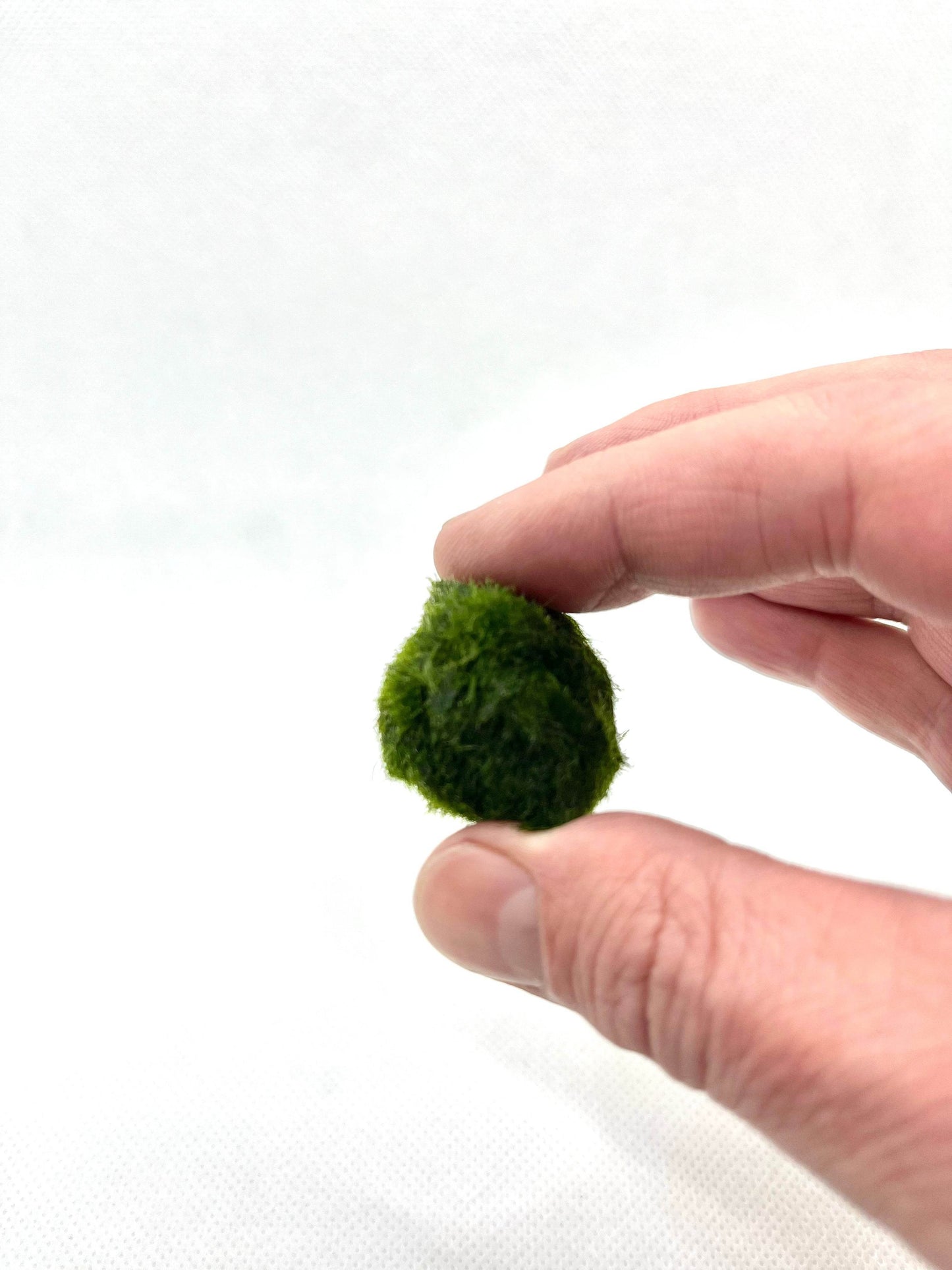 Live Marimo Moss Ball | Aquarium Decoration | Not Fake | Farm Grown Indoors - NoClean Aquariums