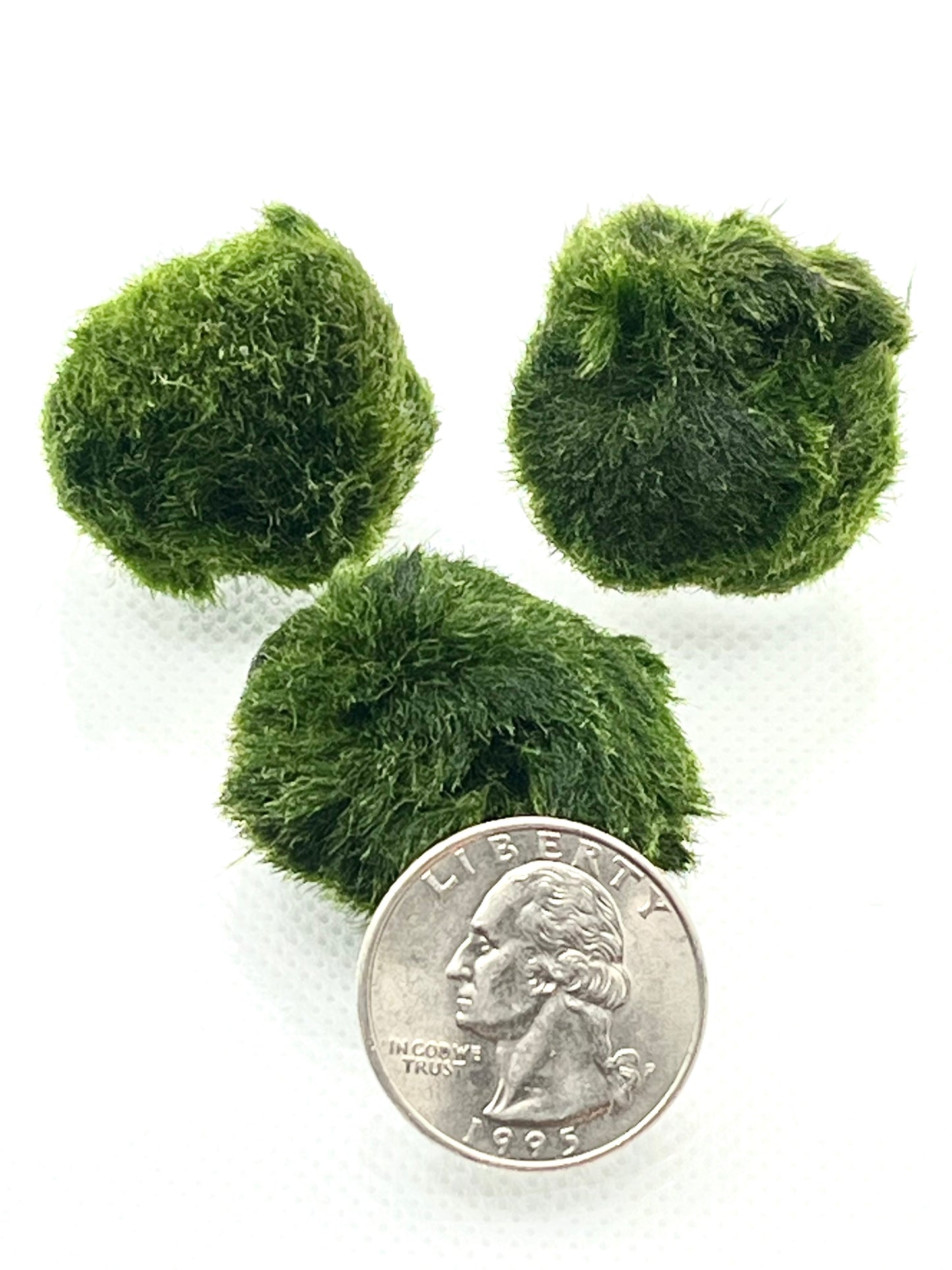 3 Live Marimo Moss Ball | Aquarium Decoration | Not Fake | Farm Grown Indoors