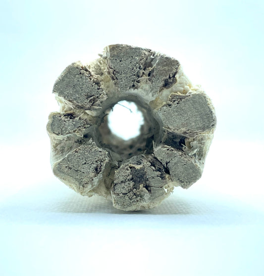 3” CHOLLA LOG | Aquarium Decor | Playground For Your Shrimp | Hardscape - NoClean Aquariums