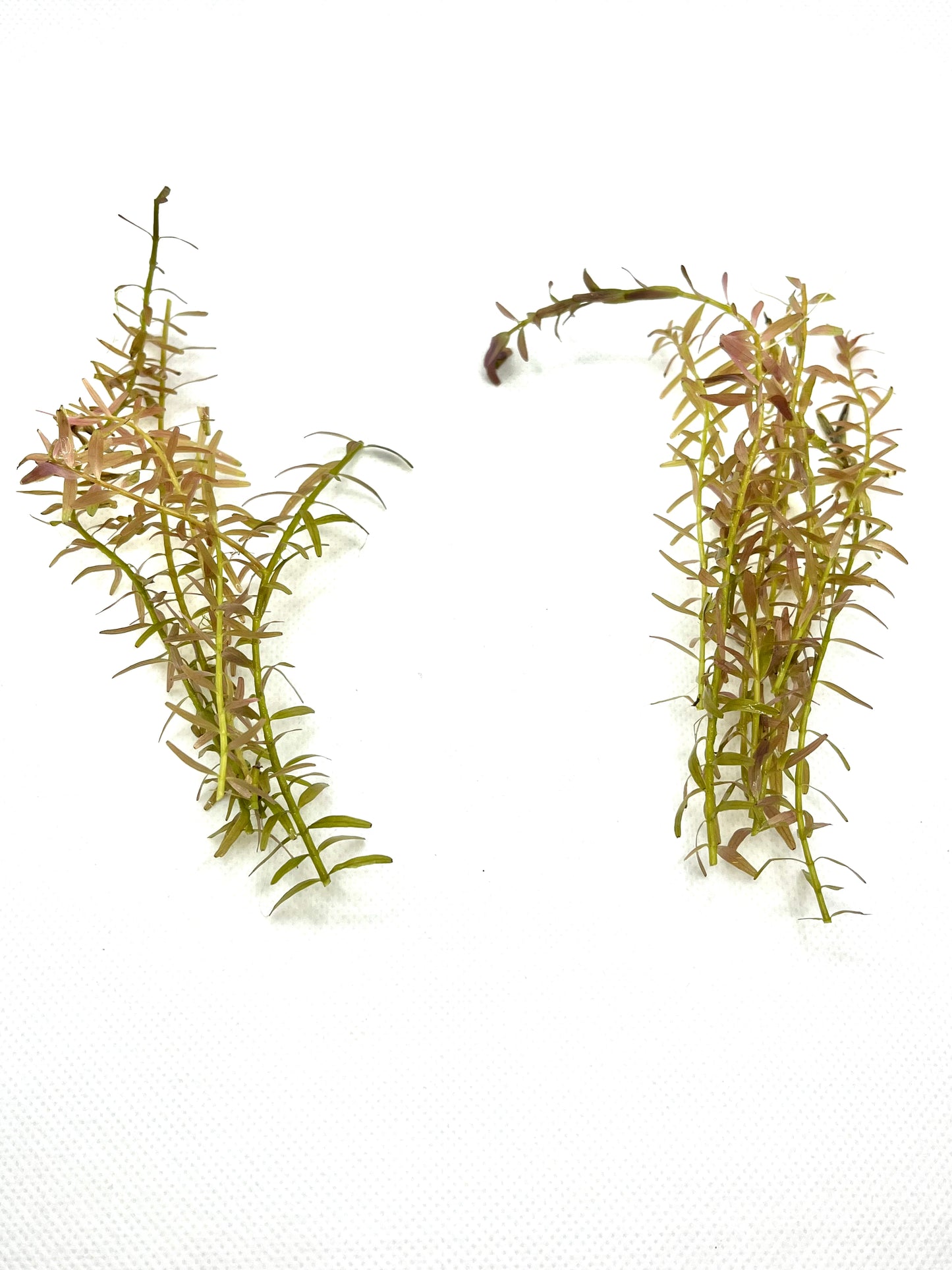 Bundle of 10 Live Rotala Stems - Aquatic Plants for Vibrant Aquariums | Plant Weight