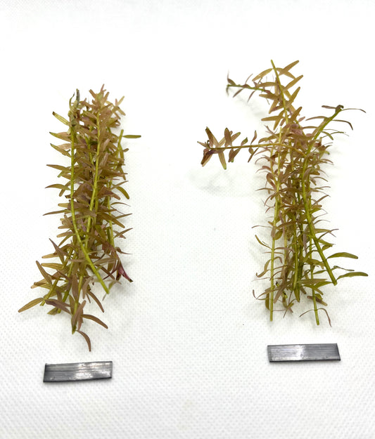 Bundle of 10 Live Rotala Stems - Aquatic Plants for Vibrant Aquariums | Plant Weight