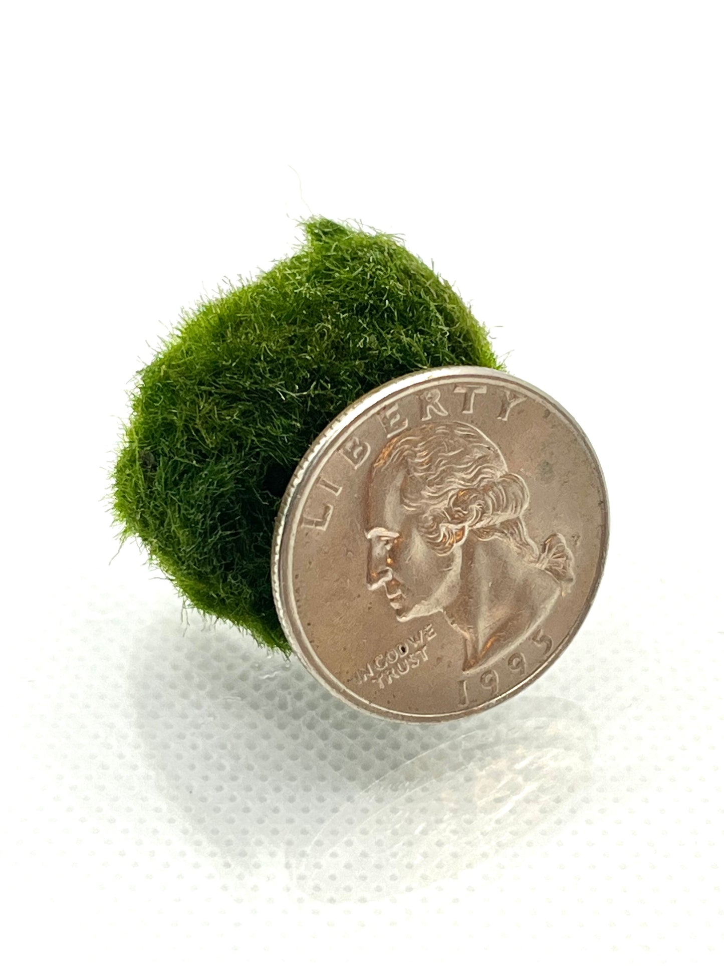 1 Live Marimo Moss Ball | Aquarium Decoration | Not Fake | Farm Grown Indoors