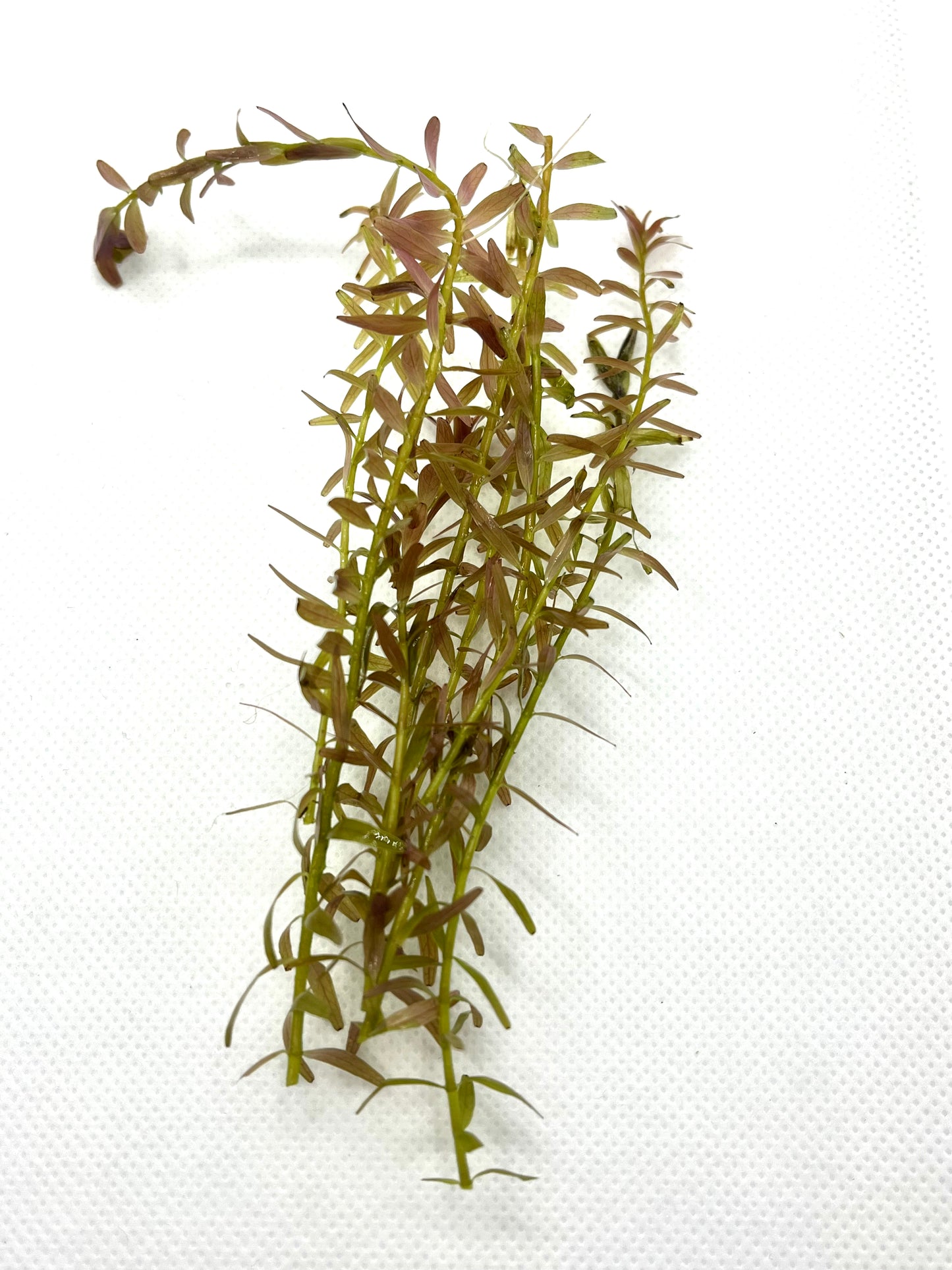 Bundle of 10 Live Rotala Stems - Aquatic Plants for Vibrant Aquariums | Plant Weight