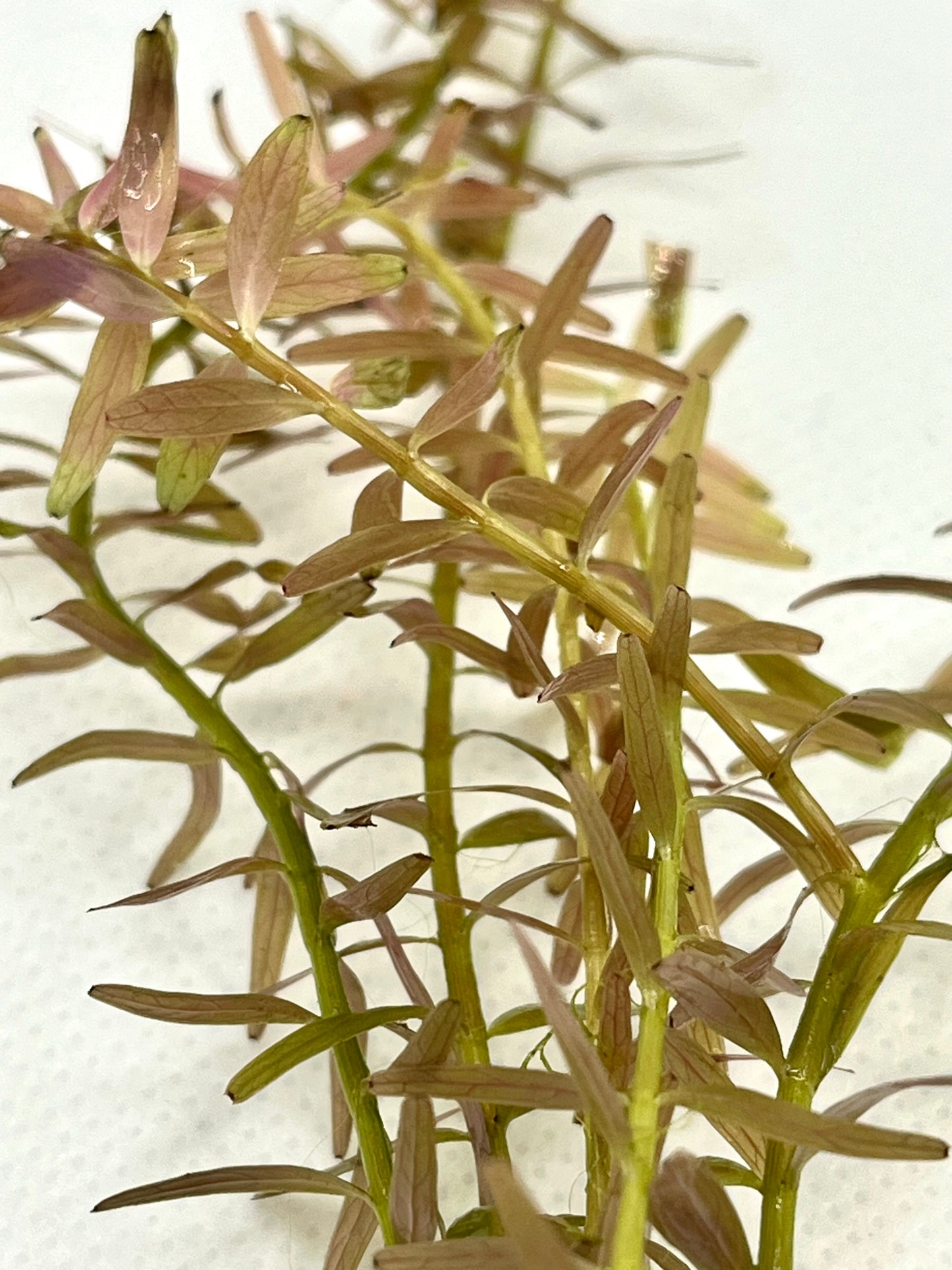 Bundle of 10 Live Rotala Stems - Aquatic Plants for Vibrant Aquariums | Plant Weight