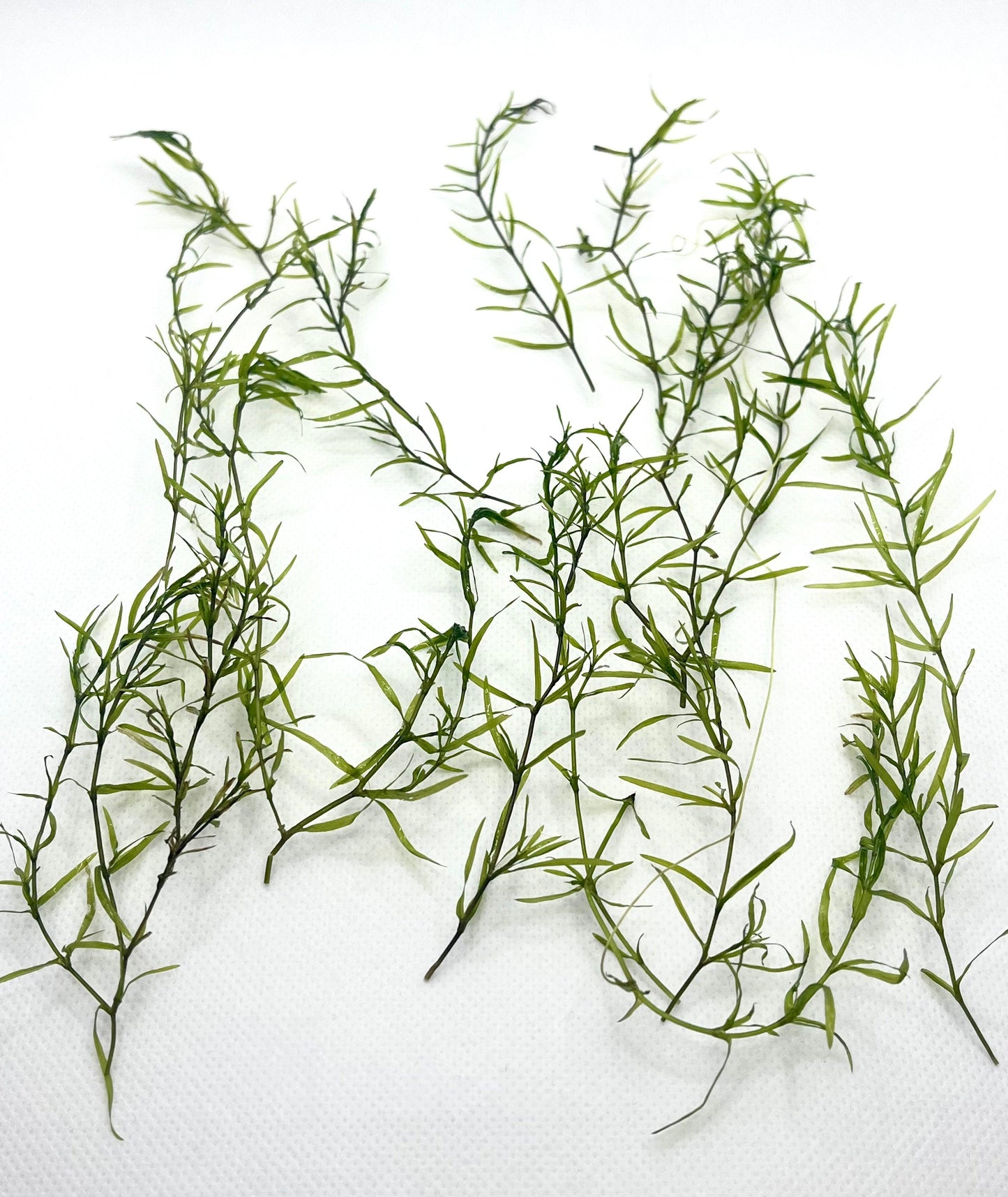 Guppy Grass Live Aquarium Plant (Najas guadalupensis)