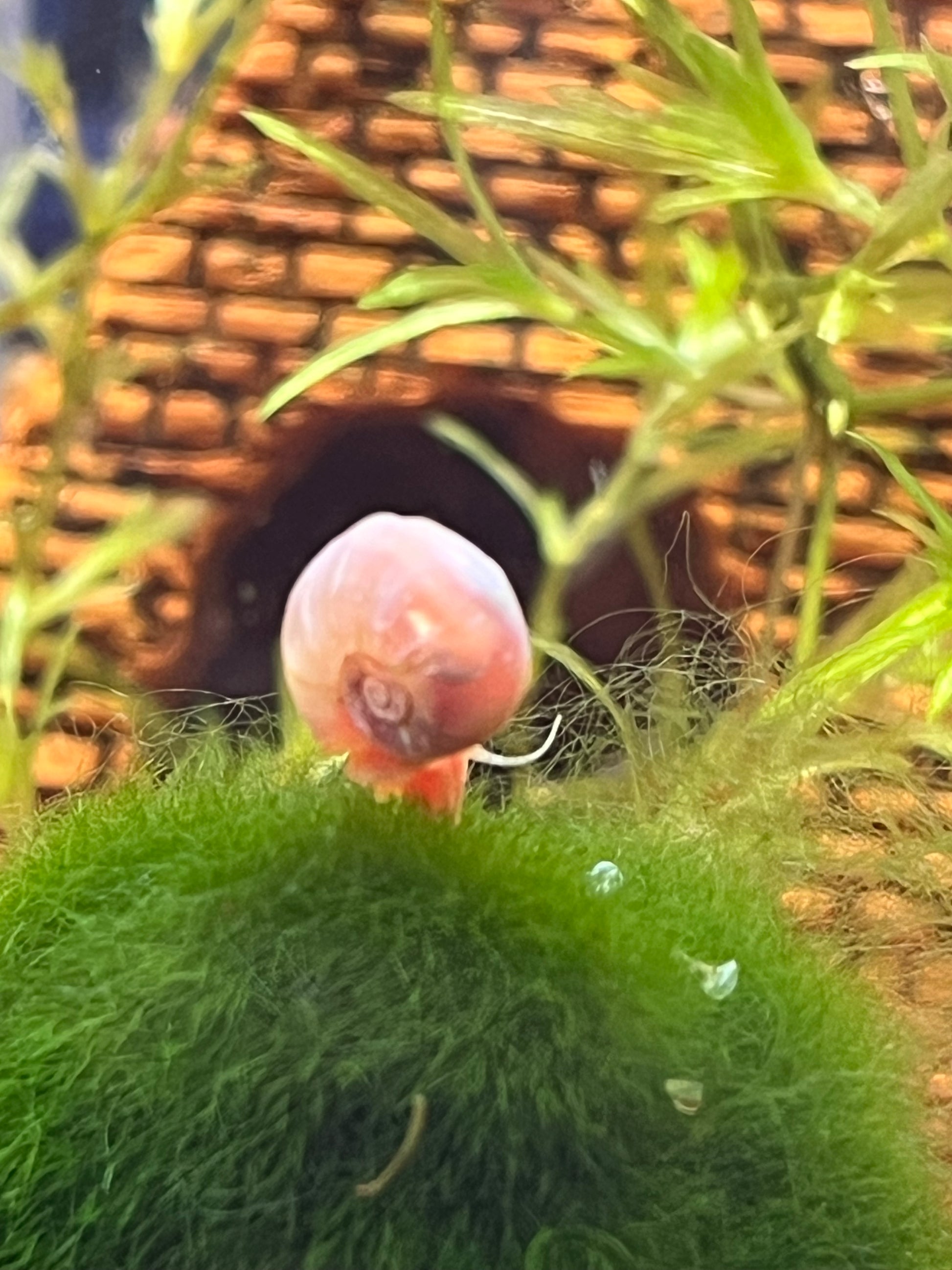 7 Live Ramshorn Snails – Natural Aquarium Cleaners | Algae Eaters | Freshwater | Low Maintenance - NoClean Aquariums