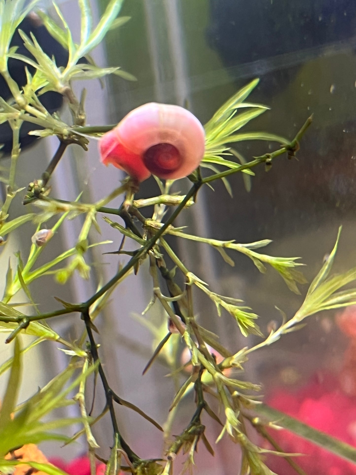 7 Live Ramshorn Snails – Natural Aquarium Cleaners | Algae Eaters | Freshwater | Low Maintenance