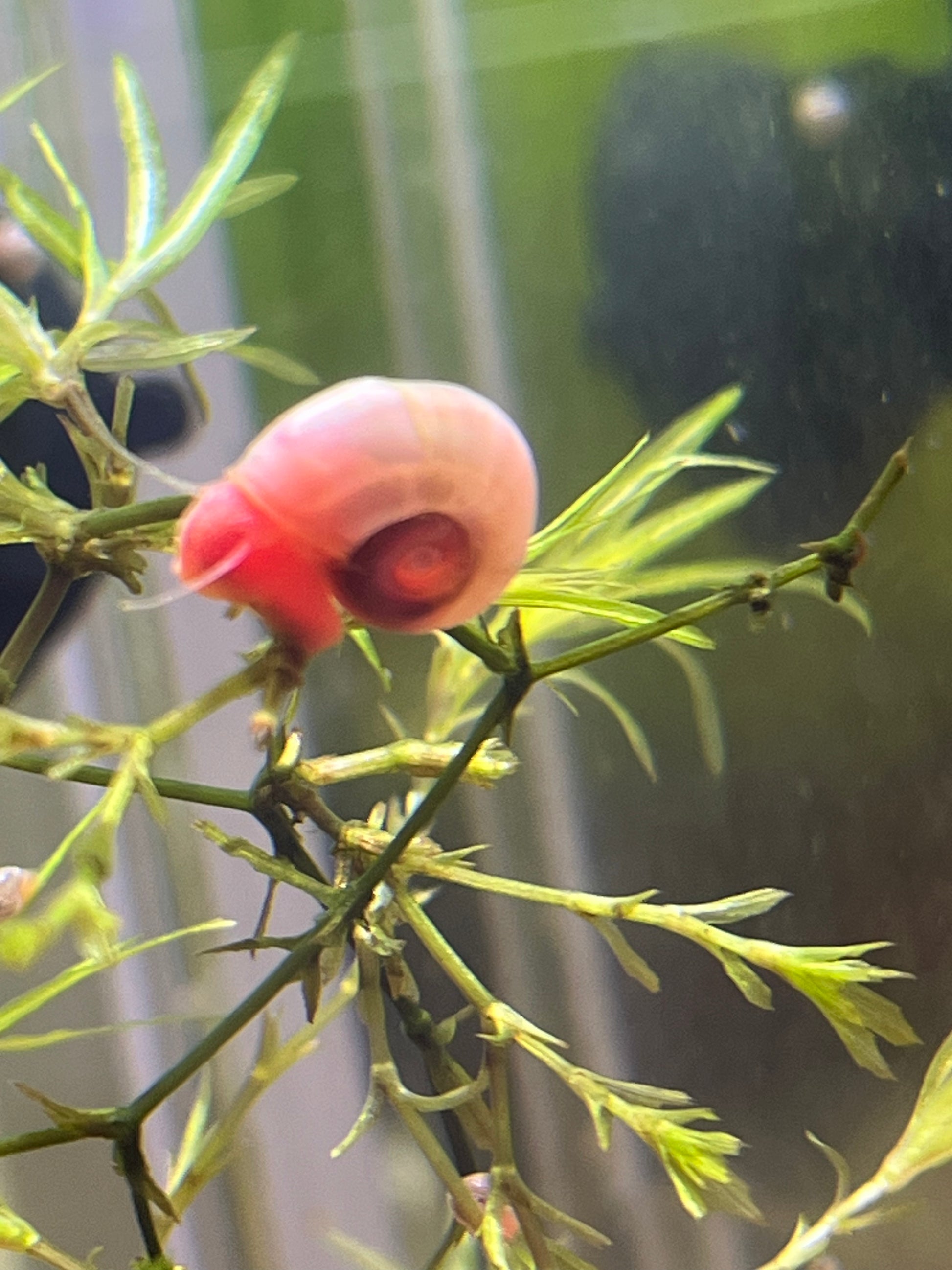 7 Live Ramshorn Snails – Natural Aquarium Cleaners | Algae Eaters | Freshwater | Low Maintenance - NoClean Aquariums