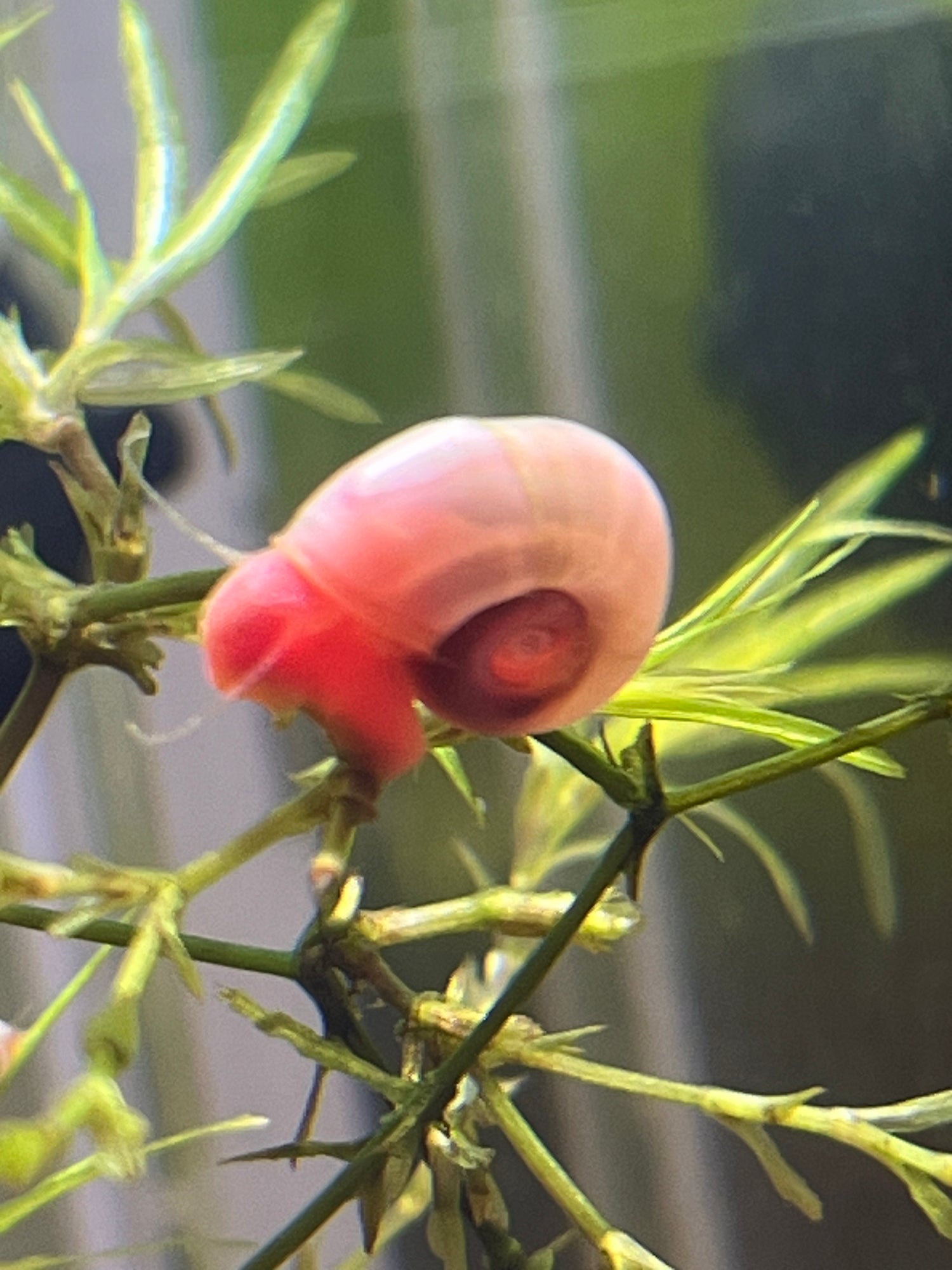 7 Live Ramshorn Snails – Natural Aquarium Cleaners | Algae Eaters | Freshwater | Low Maintenance - NoClean Aquariums