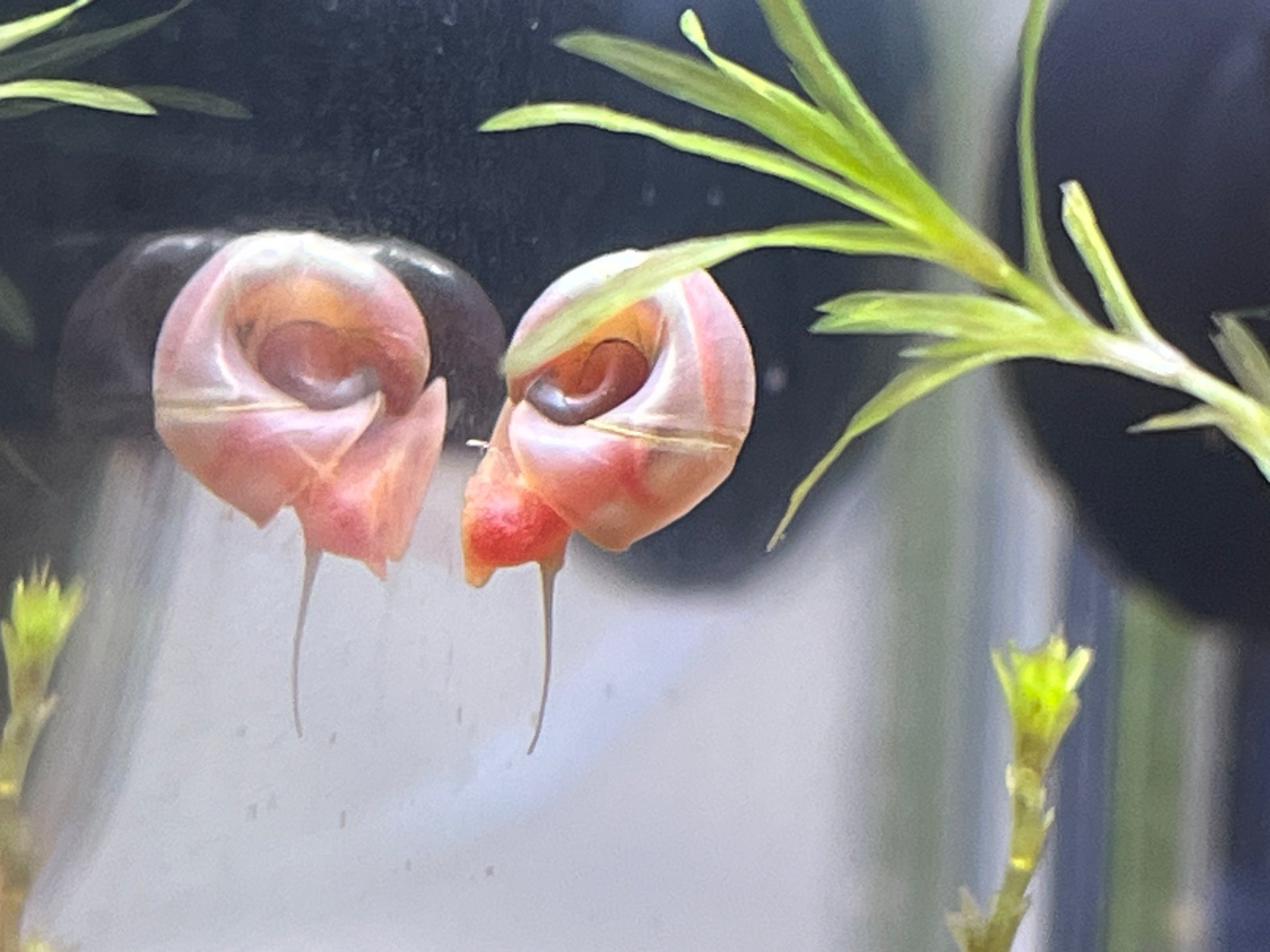 7 Live Ramshorn Snails – Natural Aquarium Cleaners | Algae Eaters | Freshwater | Low Maintenance - NoClean Aquariums