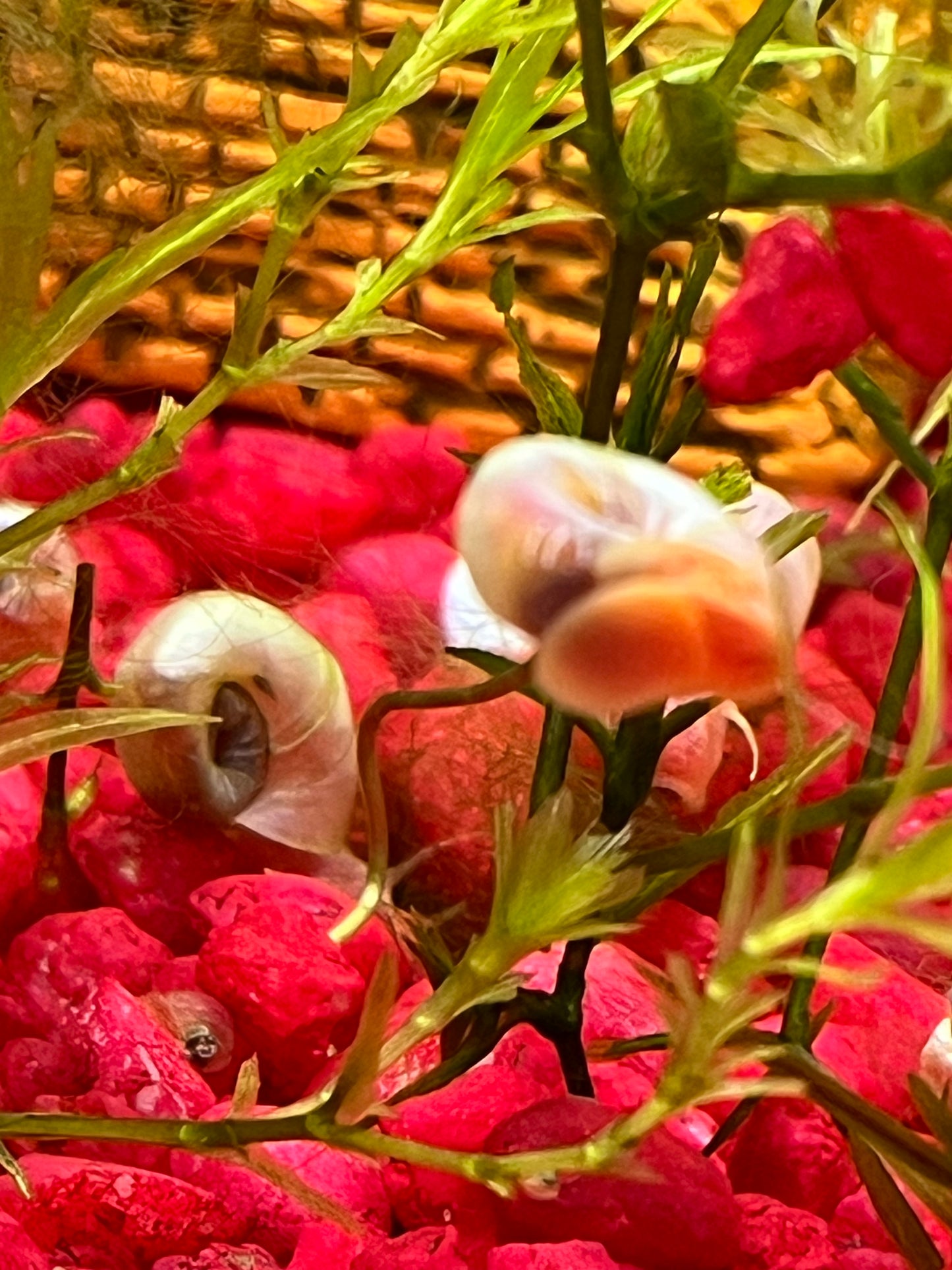 7 Live Ramshorn Snails – Natural Aquarium Cleaners | Algae Eaters | Freshwater | Low Maintenance