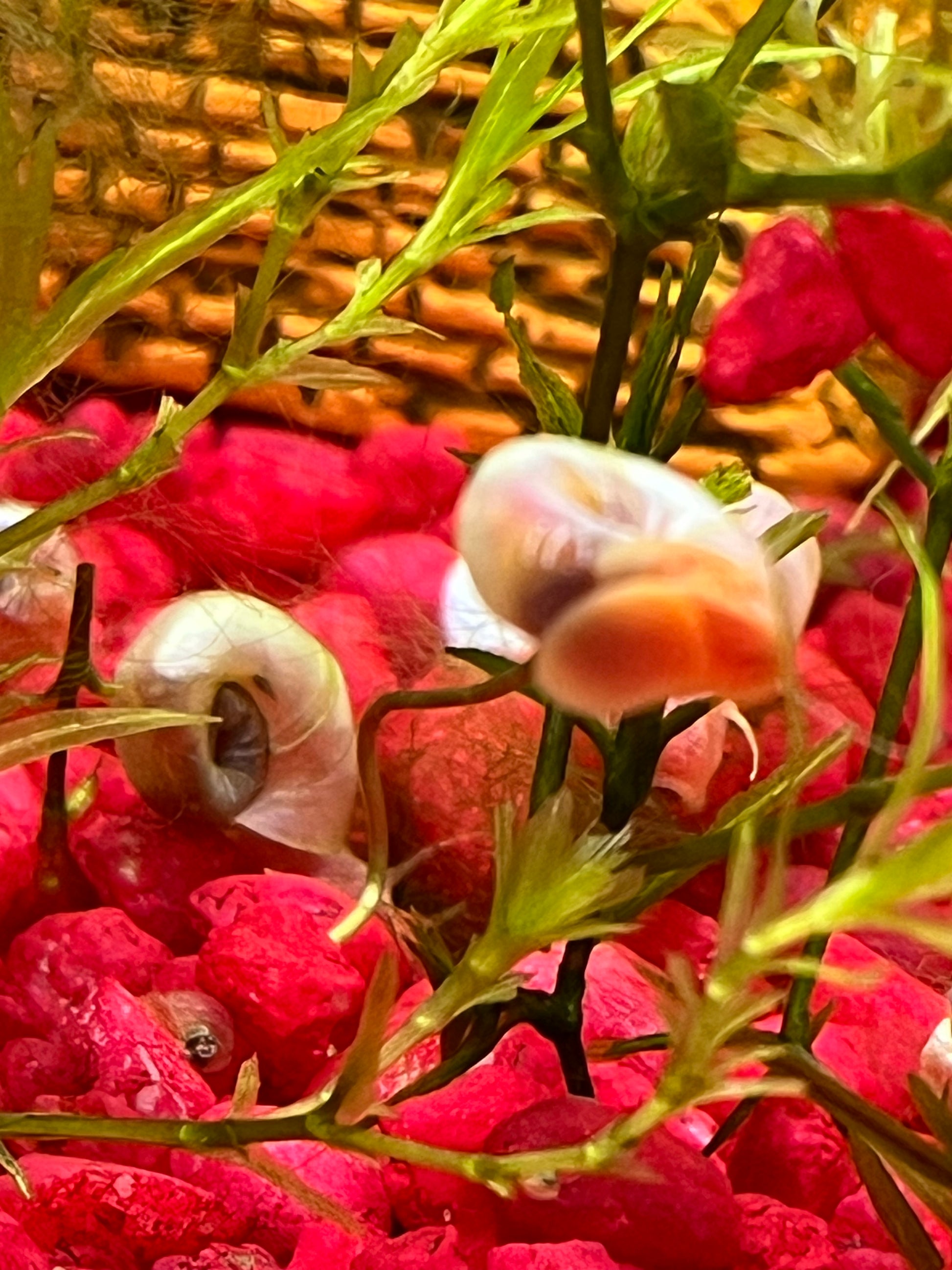 7 Live Ramshorn Snails – Natural Aquarium Cleaners | Algae Eaters | Freshwater | Low Maintenance - NoClean Aquariums