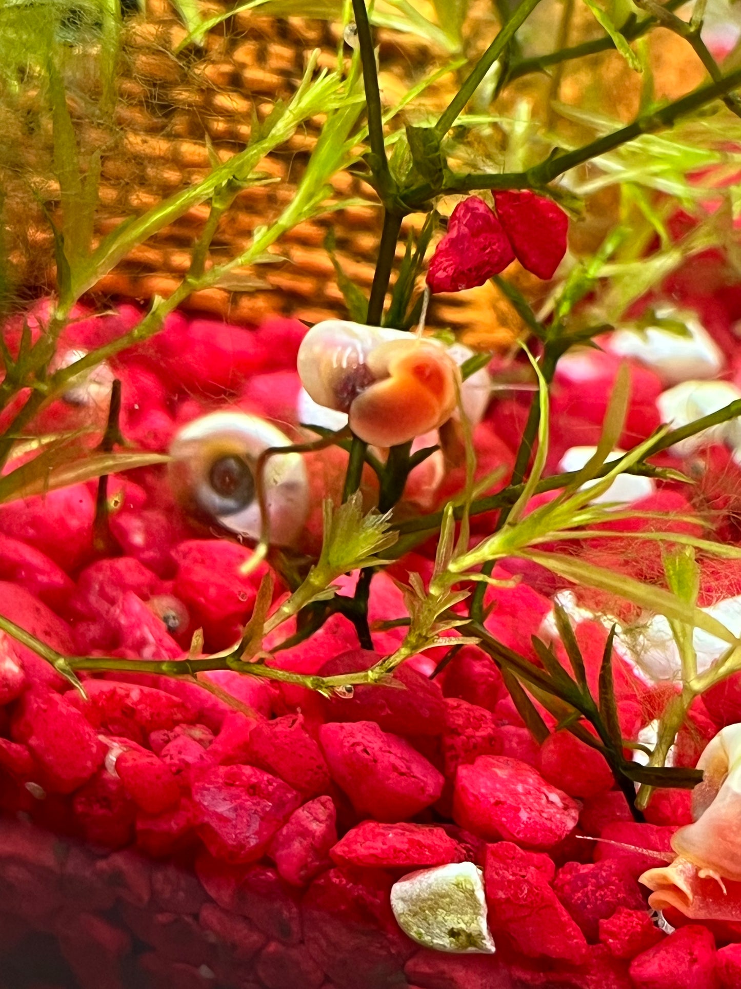 7 Live Ramshorn Snails – Natural Aquarium Cleaners | Algae Eaters | Freshwater | Low Maintenance