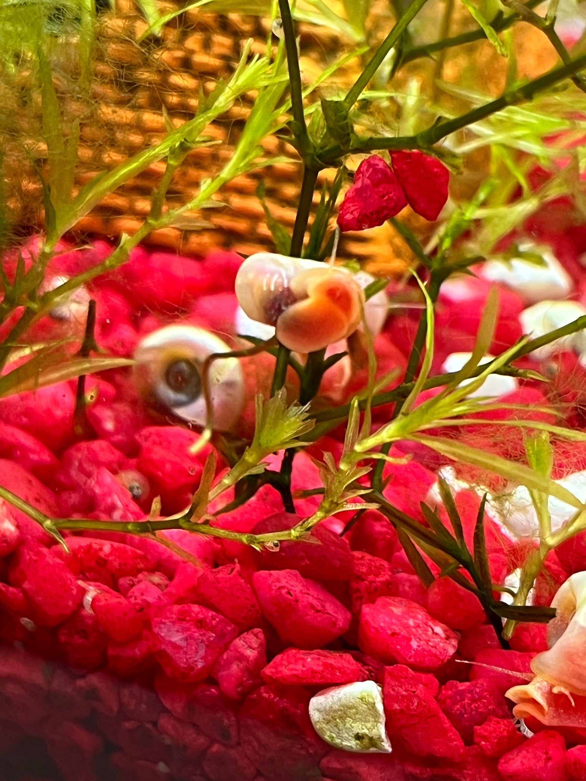 7 Live Ramshorn Snails – Natural Aquarium Cleaners | Algae Eaters | Freshwater | Low Maintenance - NoClean Aquariums
