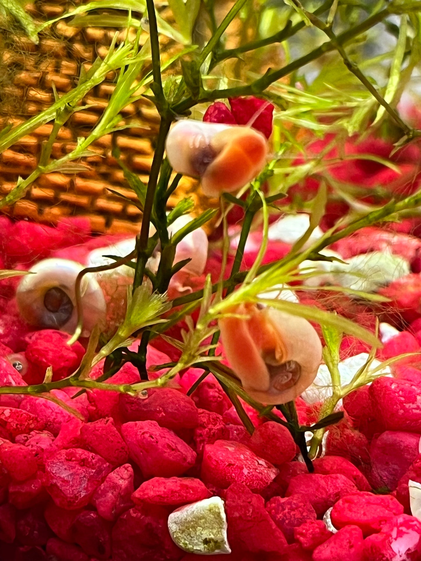 7 Live Ramshorn Snails – Natural Aquarium Cleaners | Algae Eaters | Freshwater | Low Maintenance