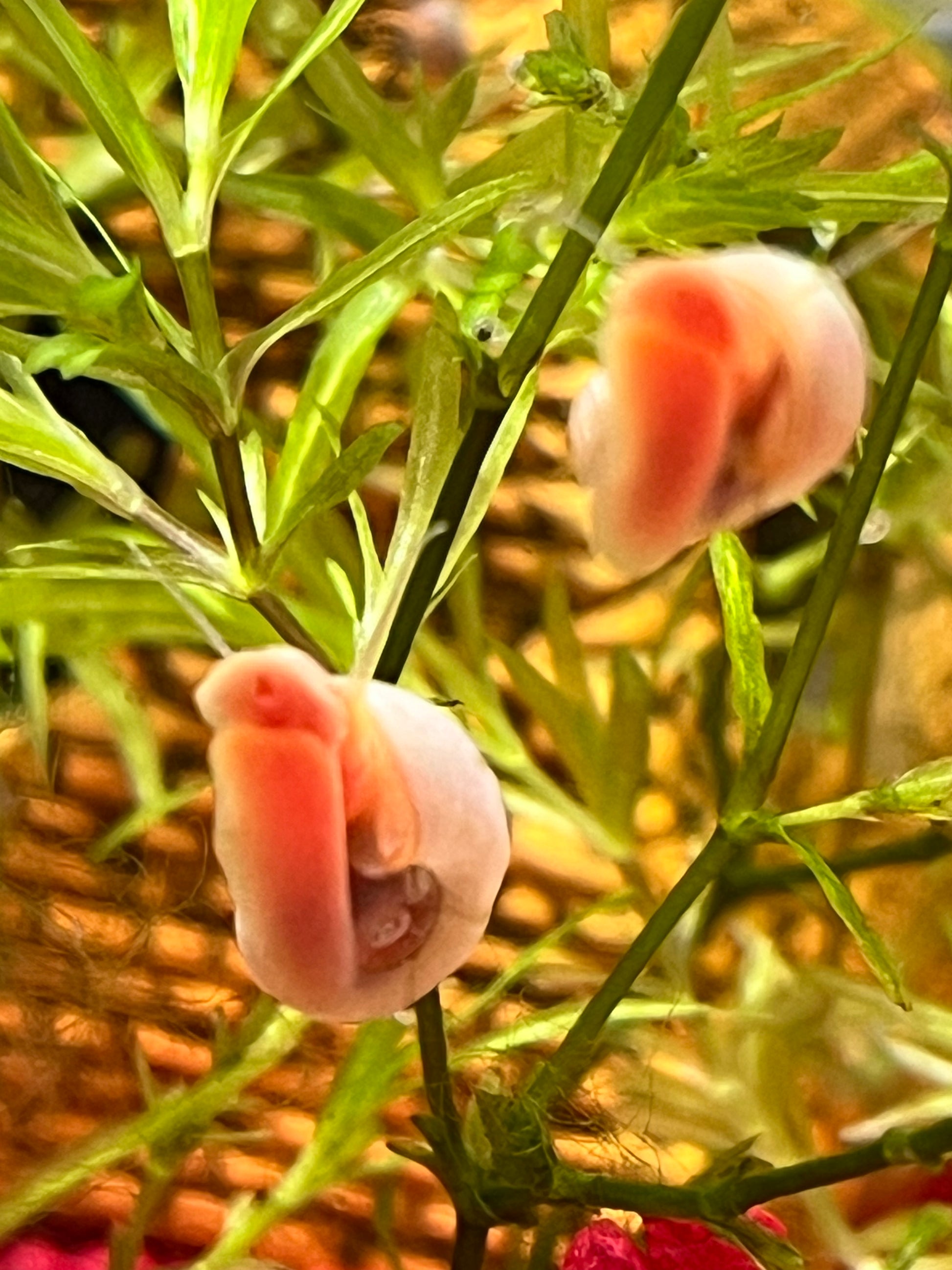 7 Live Ramshorn Snails – Natural Aquarium Cleaners | Algae Eaters | Freshwater | Low Maintenance - NoClean Aquariums