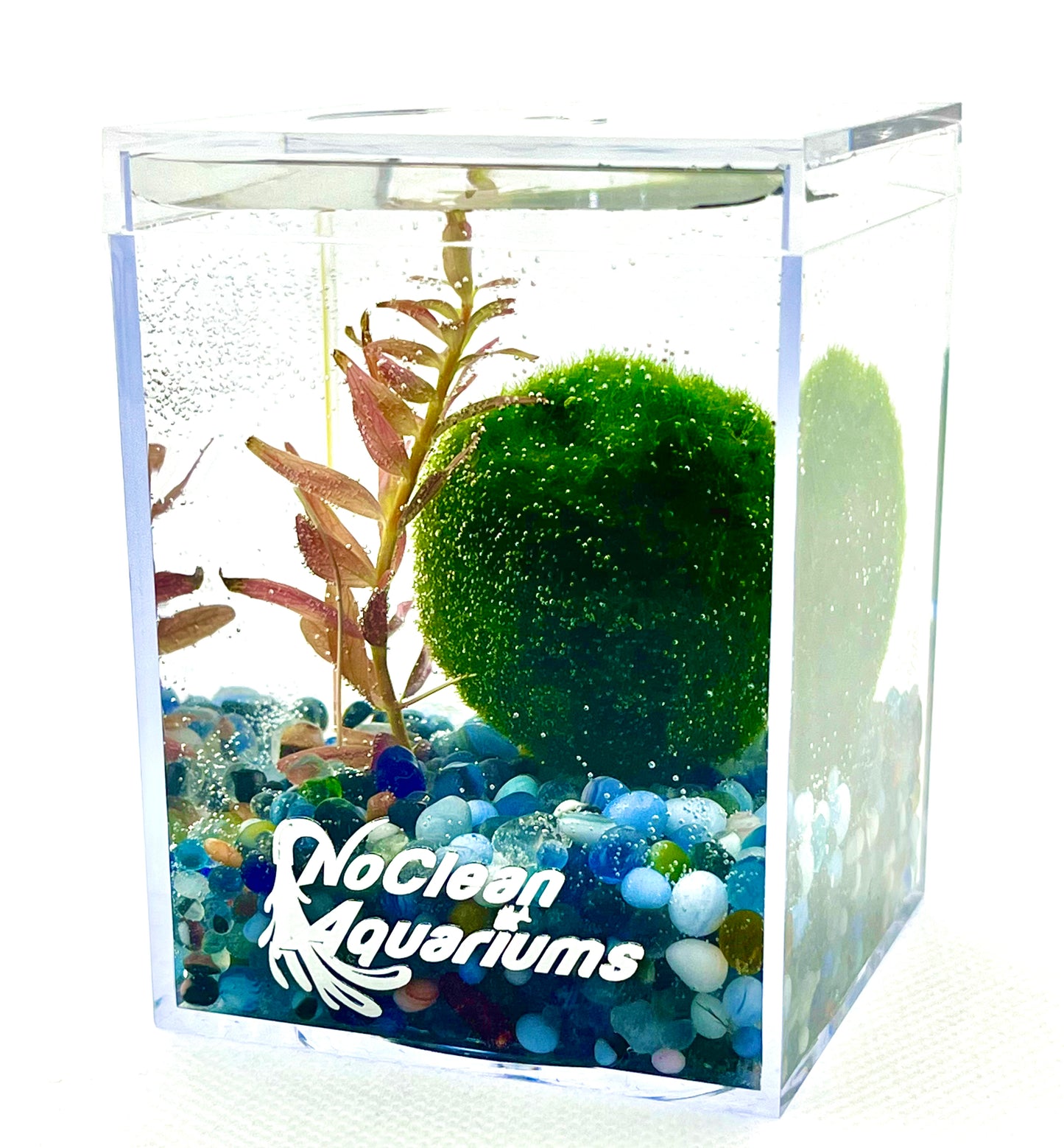 3 Live Marimo Moss Ball | Aquarium Decoration | Not Fake | Farm Grown Indoors - NoClean Aquariums