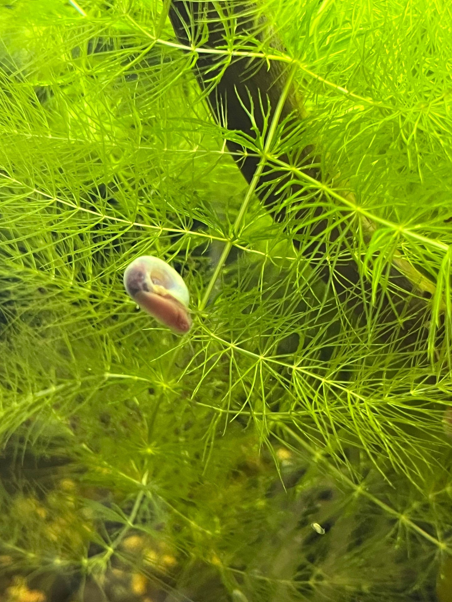7 Live Ramshorn Snails – Natural Aquarium Cleaners | Algae Eaters | Freshwater | Low Maintenance - NoClean Aquariums