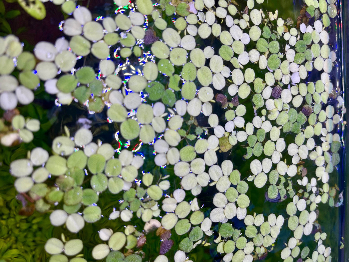 Water Spangles (Salvinia Minima) – Floating Aquarium Plant – Live Freshwater Floaters - NoClean Aquariums