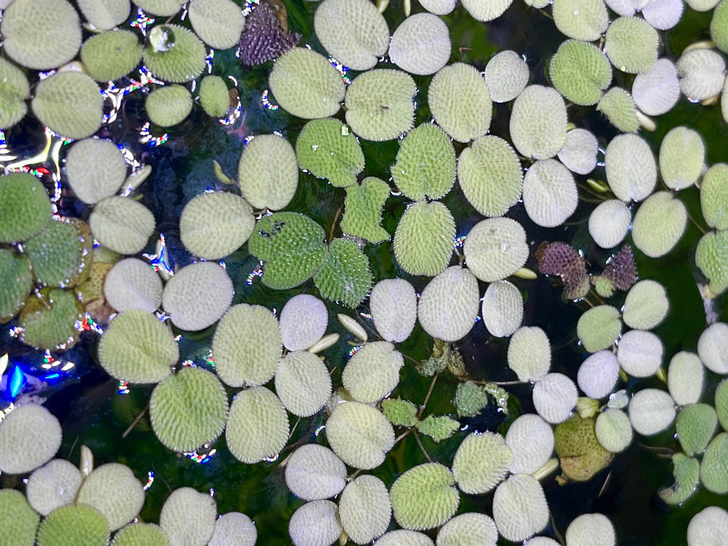 Water Spangles (Salvinia Minima) – Floating Aquarium Plant – Live Freshwater Floaters - NoClean Aquariums