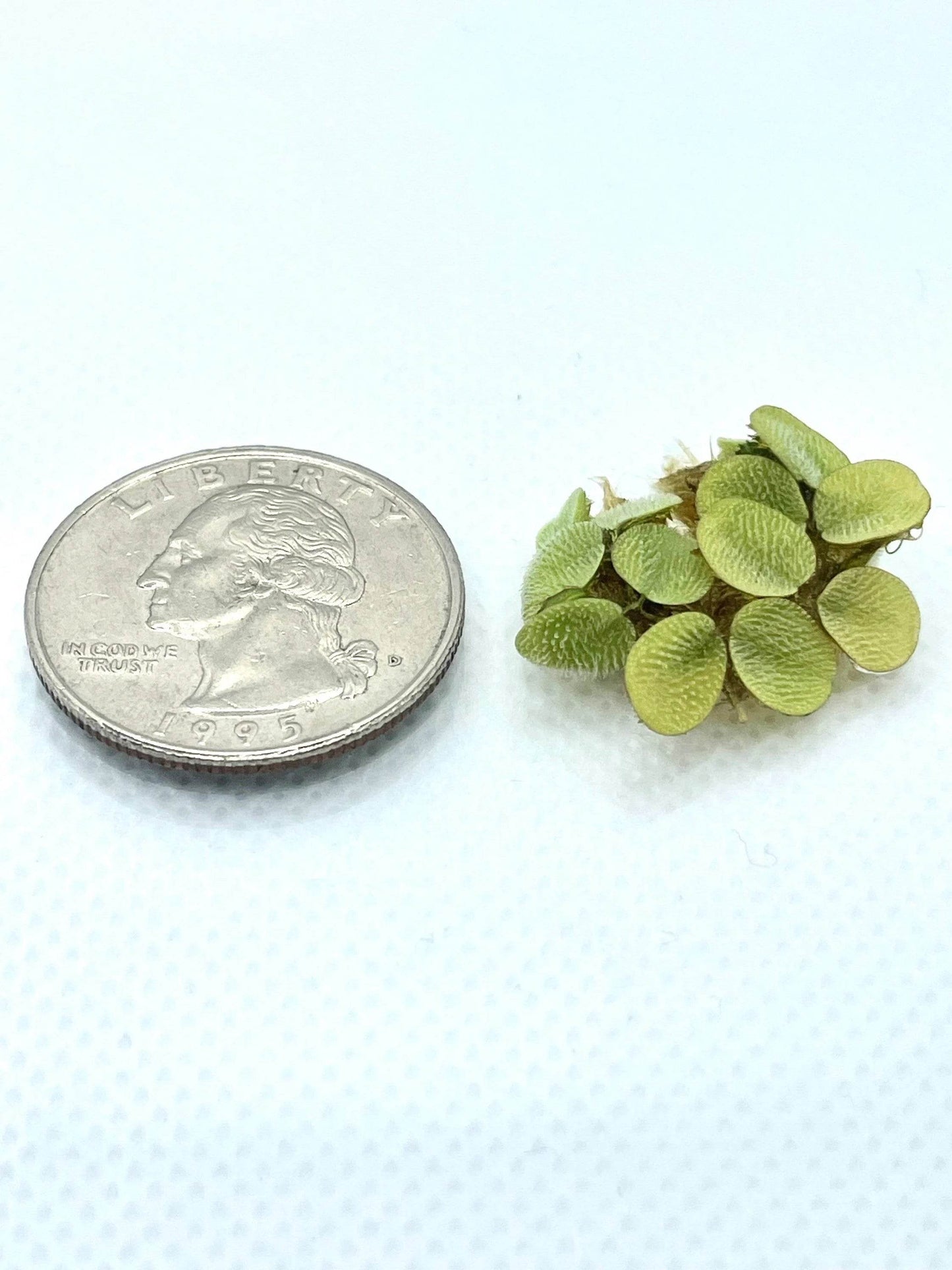 Water Spangles (Salvinia Minima) – Floating Aquarium Plant – Live Freshwater Floaters - NoClean Aquariums
