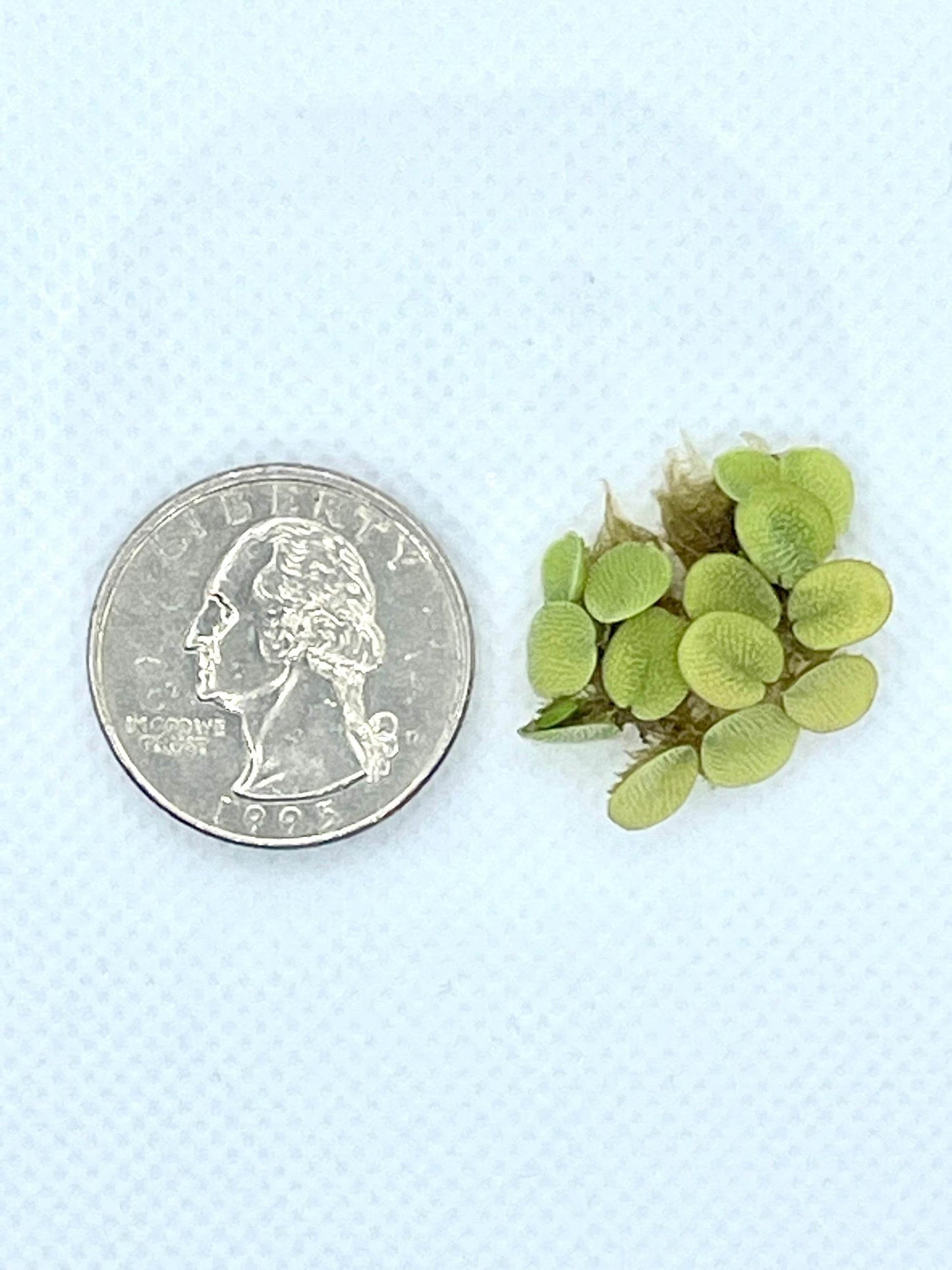 Water Spangles (Salvinia Minima) – Floating Aquarium Plant – Live Freshwater Floaters - NoClean Aquariums