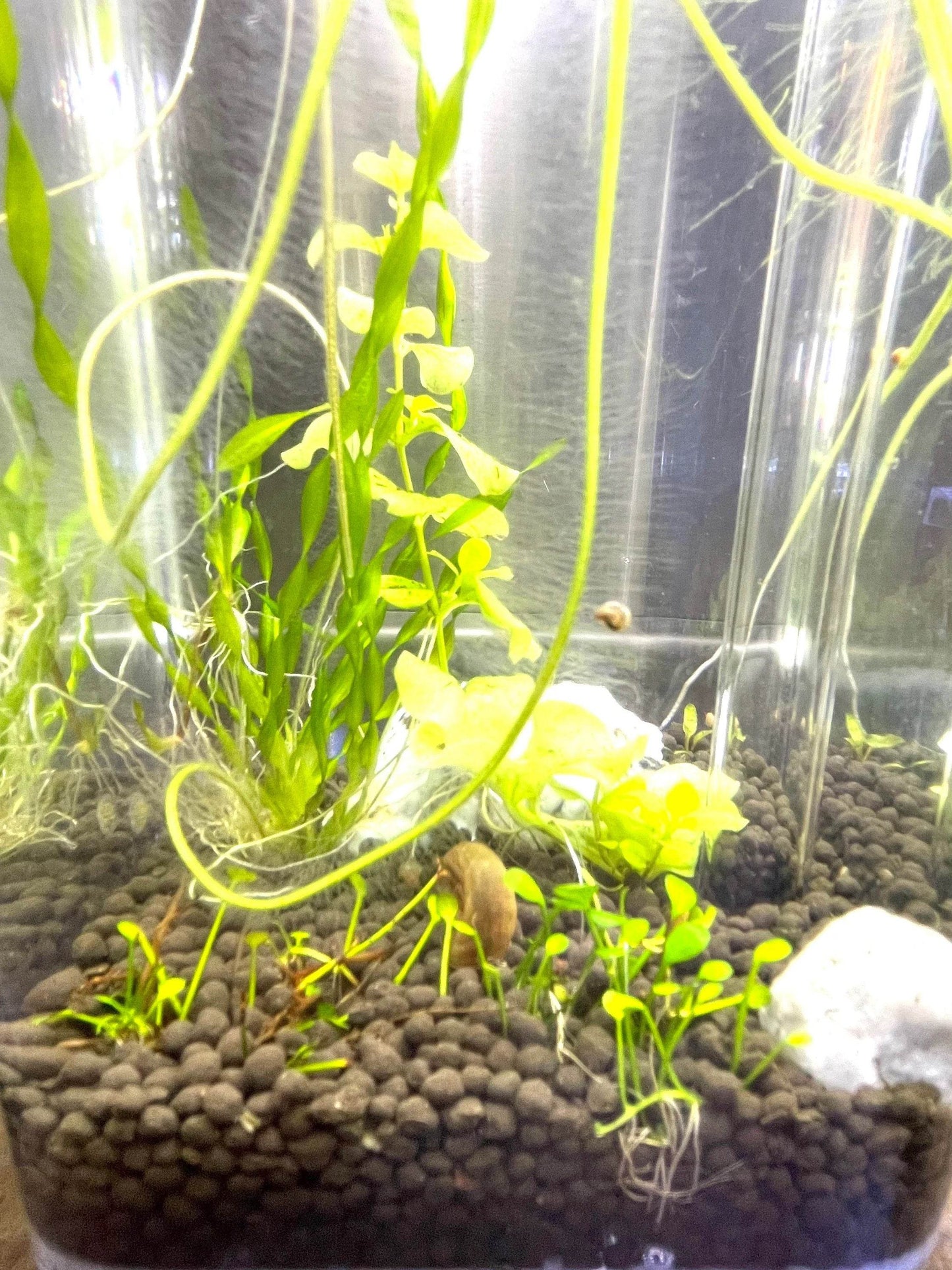 Fine Grill + Aquarium Soil + Plant Anchors Kit | For 1 Gallon Tank - NoClean Aquariums