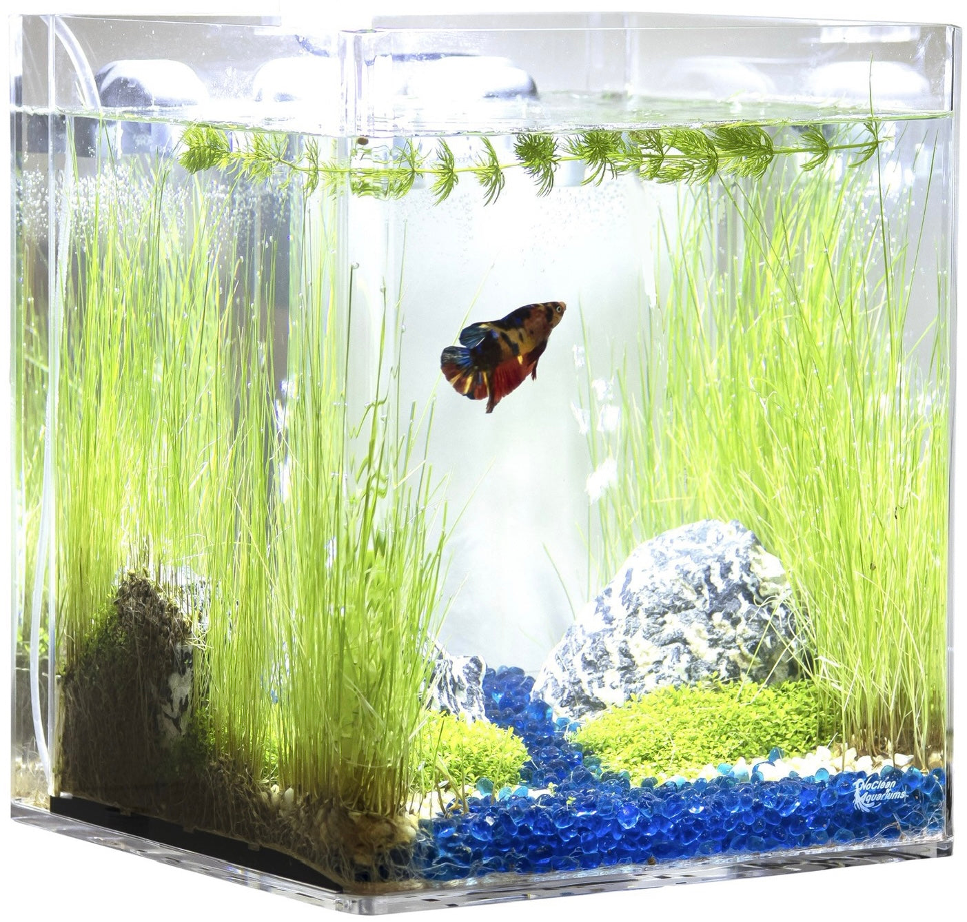 Fish Tank Cleaning Services