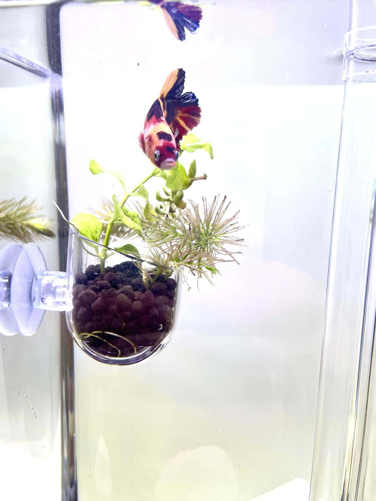 Aquascape Planter with Lead Plant Anchor - NoClean Aquariums