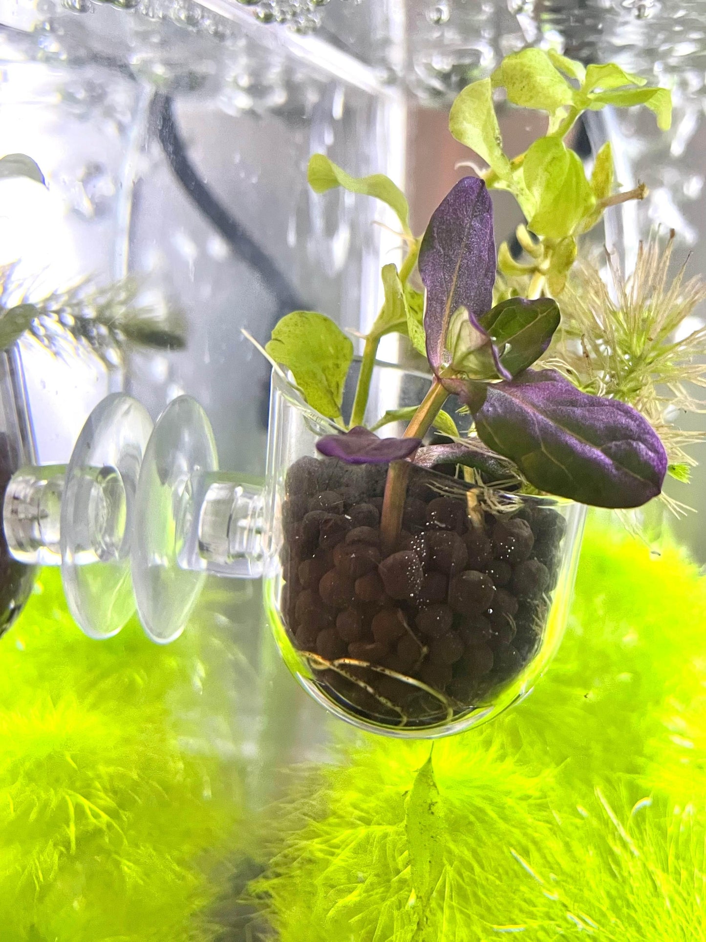 3 Pack - Aquascape Planter Kit - NoClean Aquariums