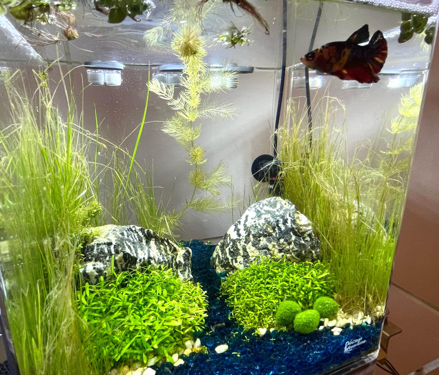 3 Artificial Marimo Moss Balls | Weighted | Aquarium Decoration - NoClean Aquariums