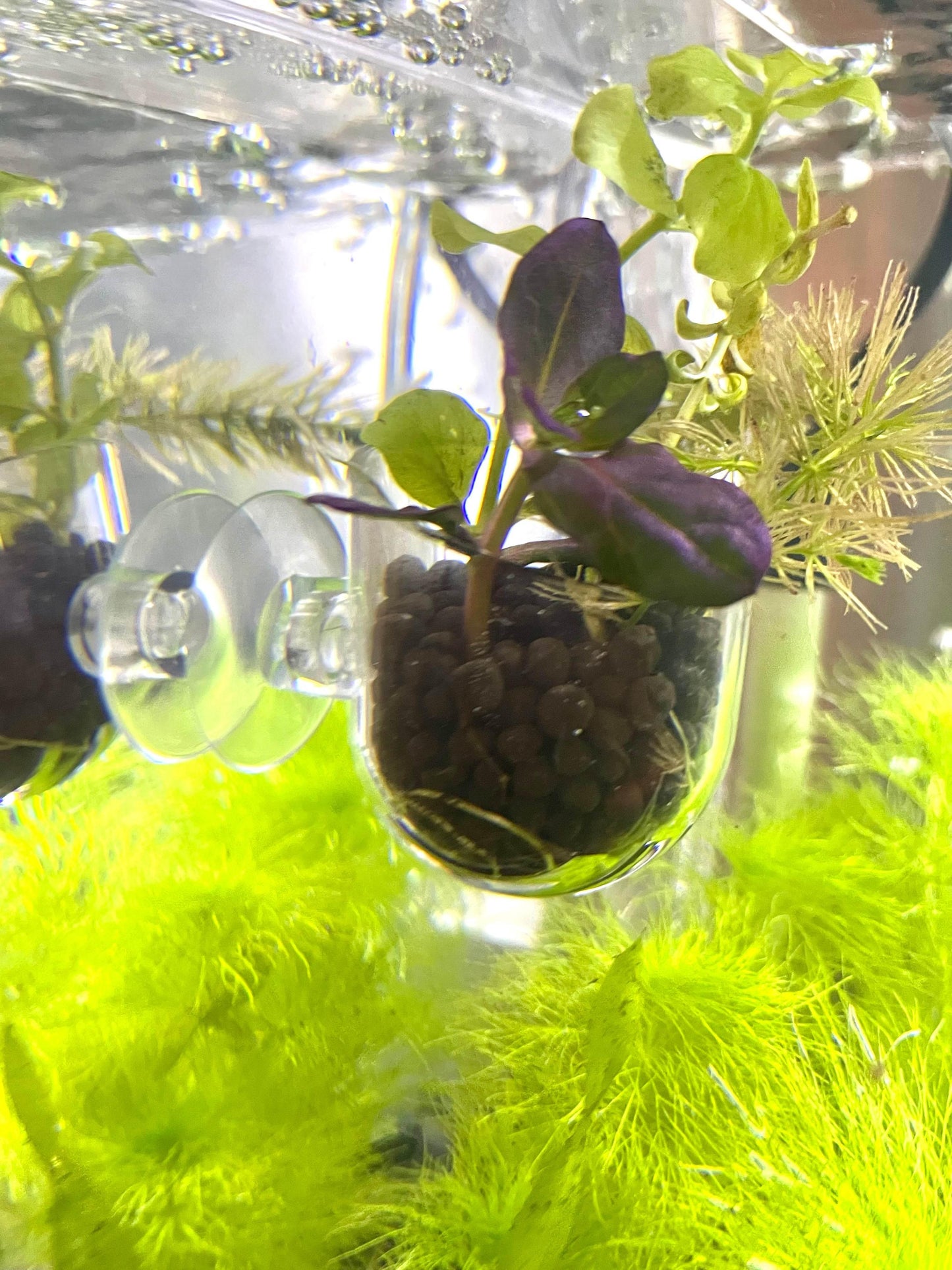 Aquascape Planter with Lead Plant Anchor - NoClean Aquariums