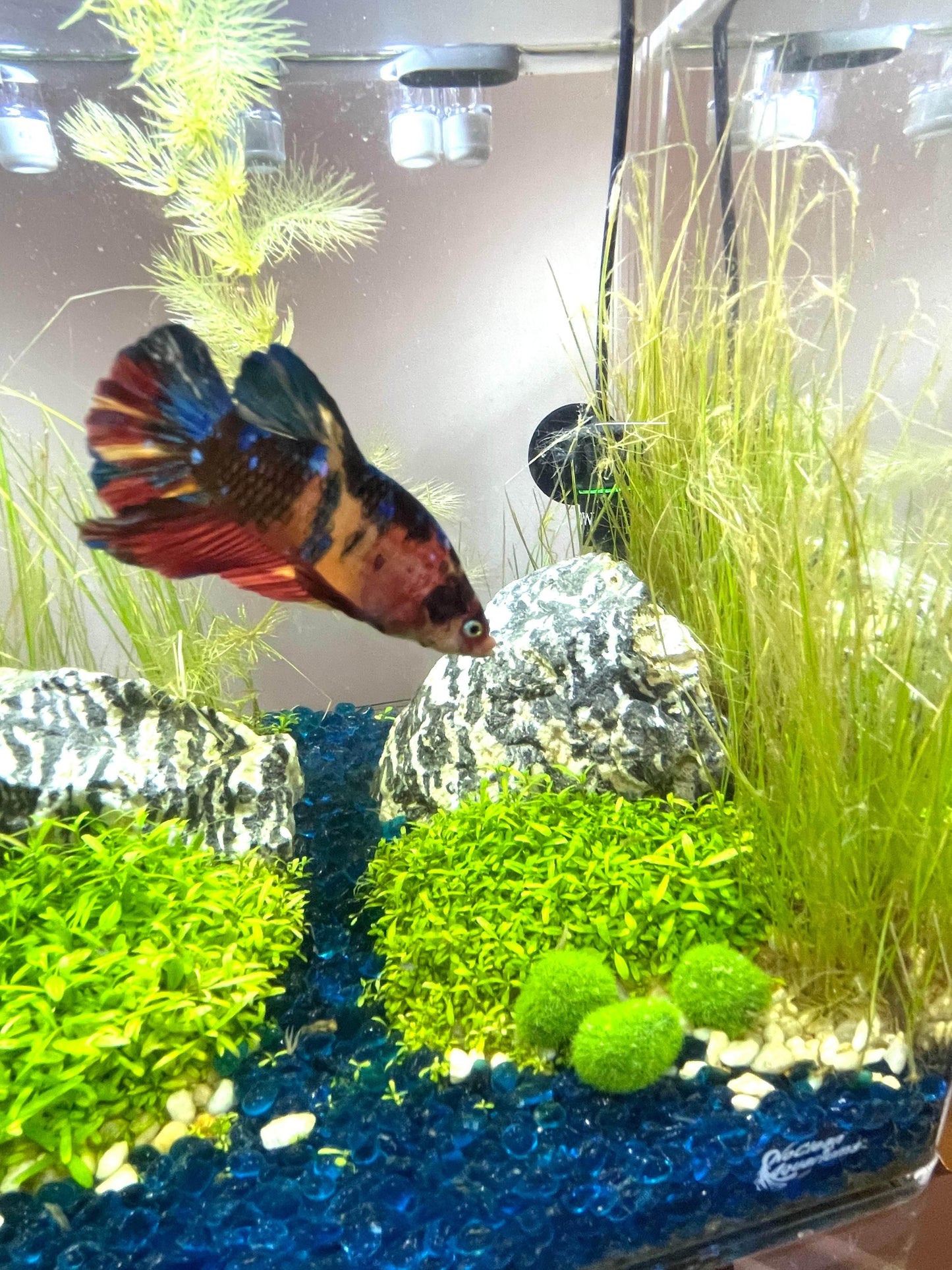 3 Artificial Marimo Moss Balls | Weighted | Aquarium Decoration - NoClean Aquariums