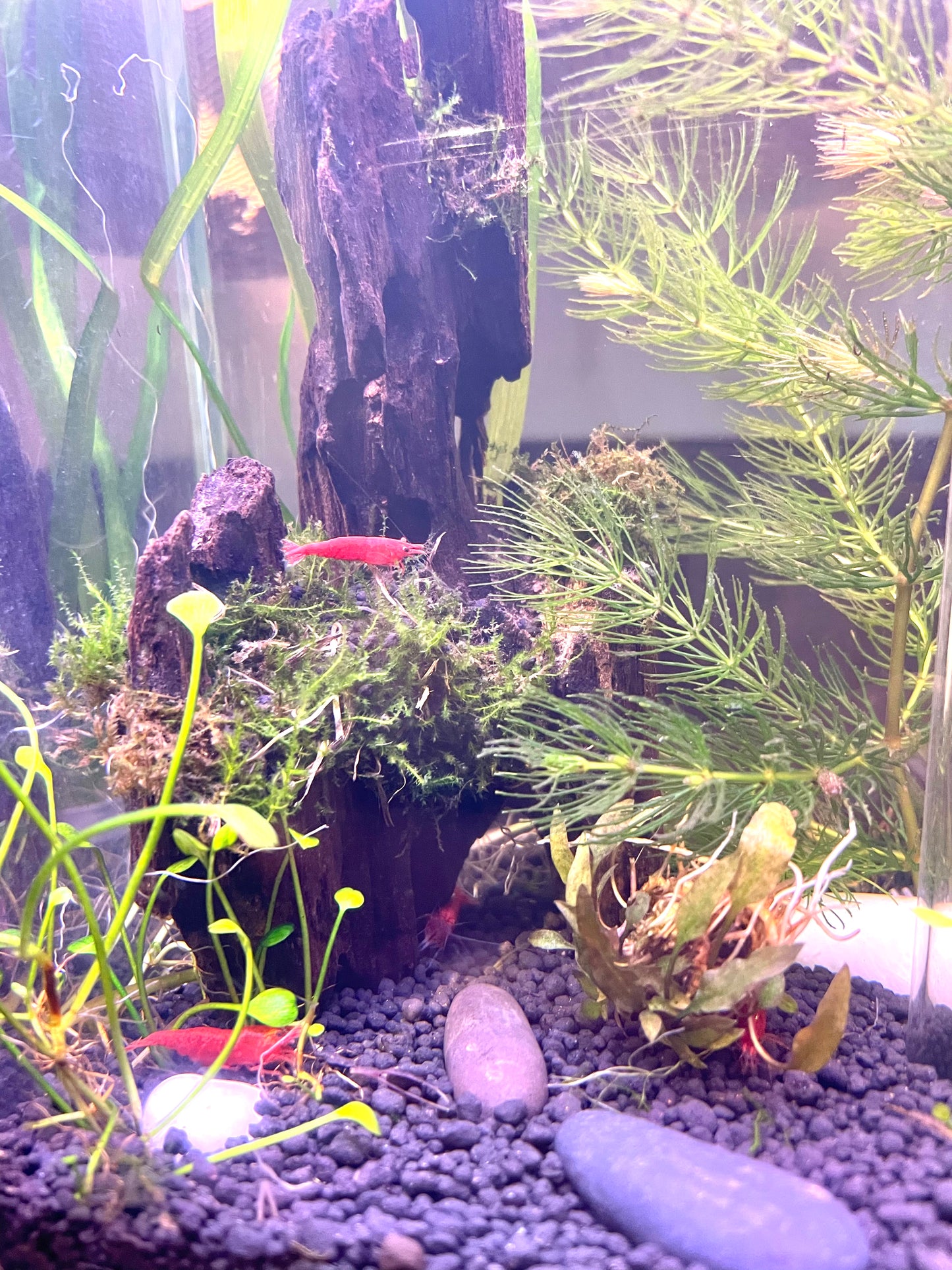 Fine Grill + Aquarium Soil + Plant Anchors Kit | For 1 Gallon Tank