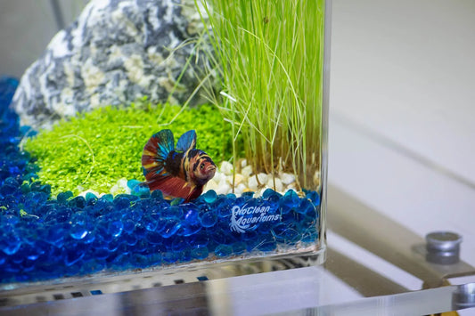 Low-Maintenance, Self-Cleaning Aquarium Kit | Lid | 5 Gallon Cube Hassle-Free Fish Tank - NoClean Aquariums