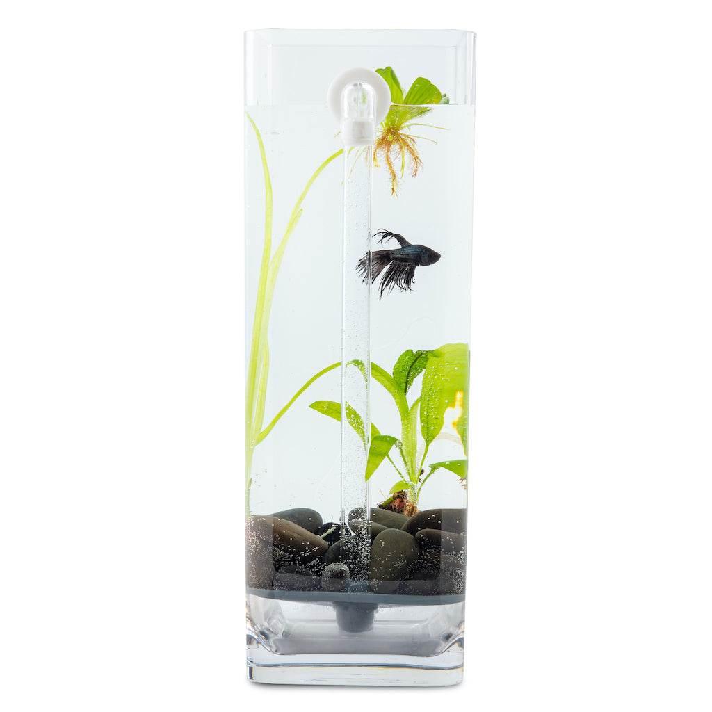 Hassle-Free, Self-Cleaning Betta Fish Tank Kit | River Stones | Food | 1-Gallon - NoClean Aquariums