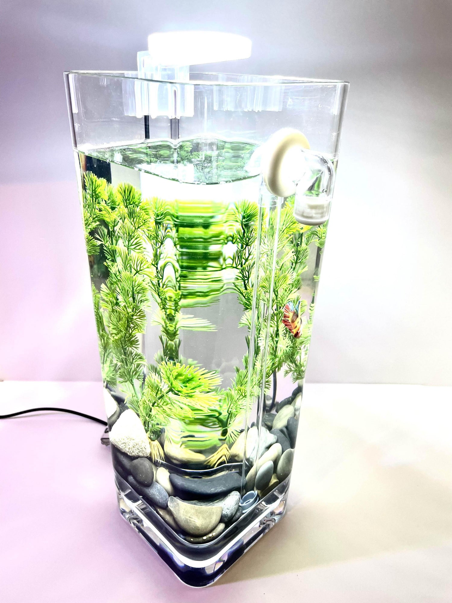 Dazzle LED Aquarium Light - NoClean Aquariums