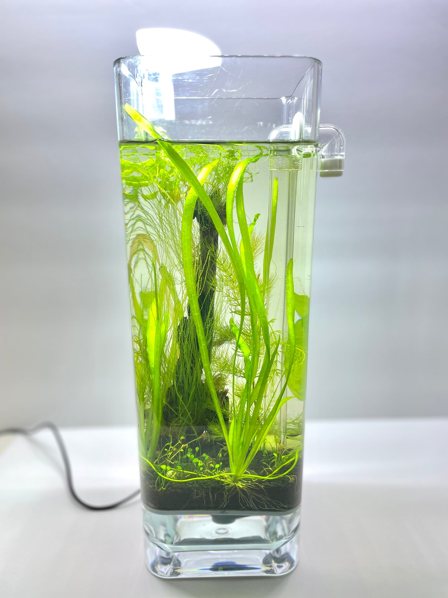 Fine Grill + Aquarium Soil + Plant Anchors Kit | For 1 Gallon Tank