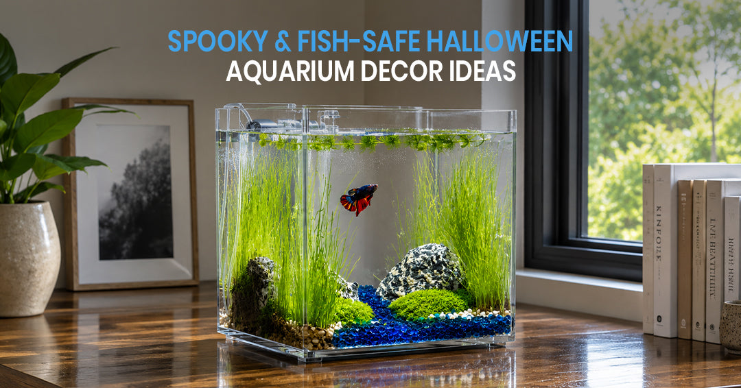 Halloween Aquarium Decor: Spooky (But Fish-Safe) Ideas