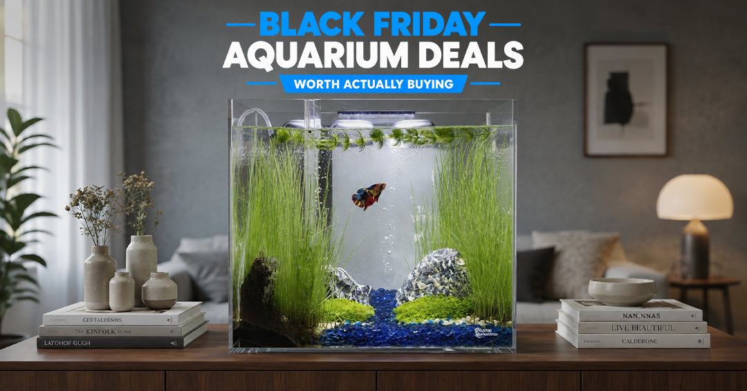 Black Friday Aquarium Deals: What's Actually Worth Buying