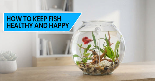 World Animal Day: Giving Your Fish the Healthiest Home Possible