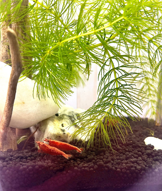 Cherry Shrimp Congregating Together