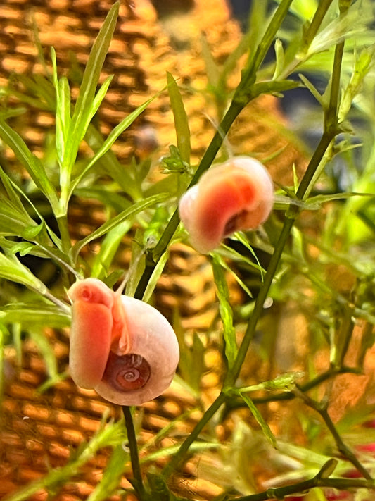 7 Live Ramshorn Snails – Natural Aquarium Cleaners | Algae Eaters | Freshwater | Low Maintenance - NoClean Aquariums