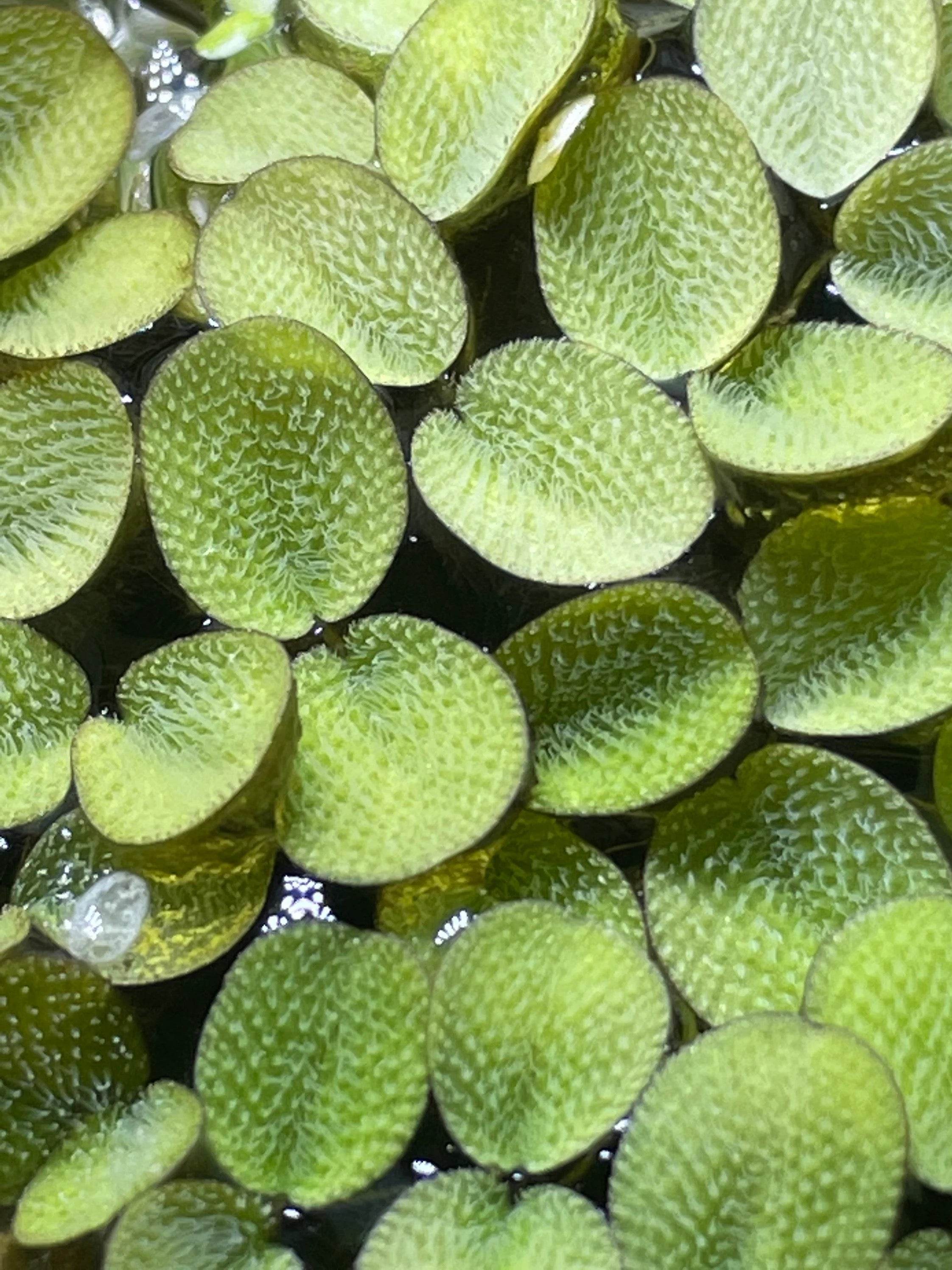 Water Spangles (Salvinia Minima) – Floating Aquarium Plant – Live Fres ...