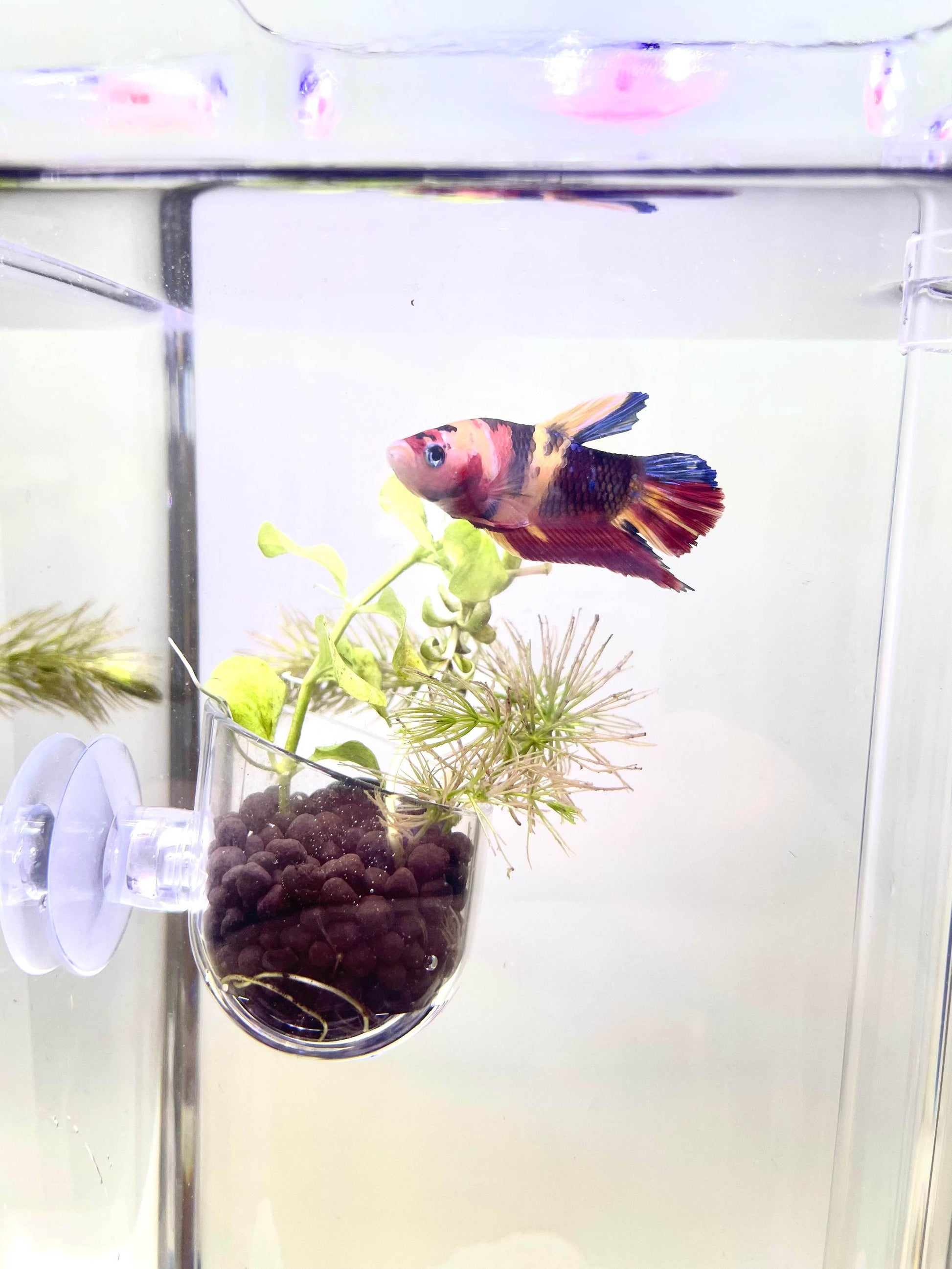 plastic aquarium plant anchors Aquascape Planter with Lead Plant Anchor